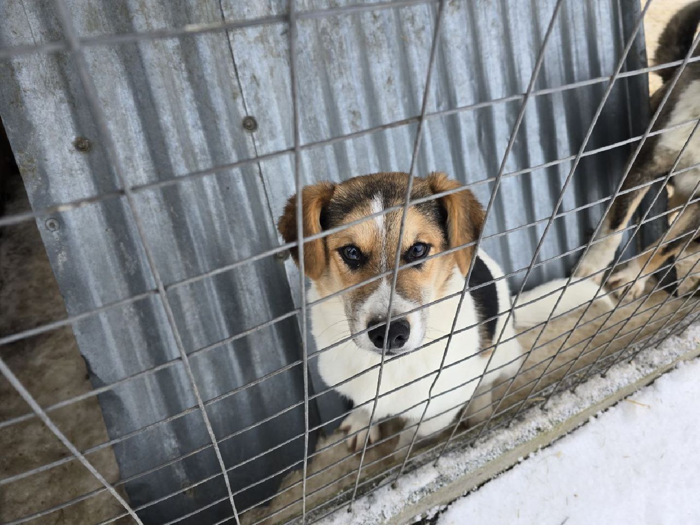 можайск, можайский городской округ, подмосковье, приют для бездомных дивотных, волонтеры, сбор средств, помощь животным, собаки, бездомные собаки, бездомные животные, приют для собак, благотворительный сбор, сбор средств на корм,