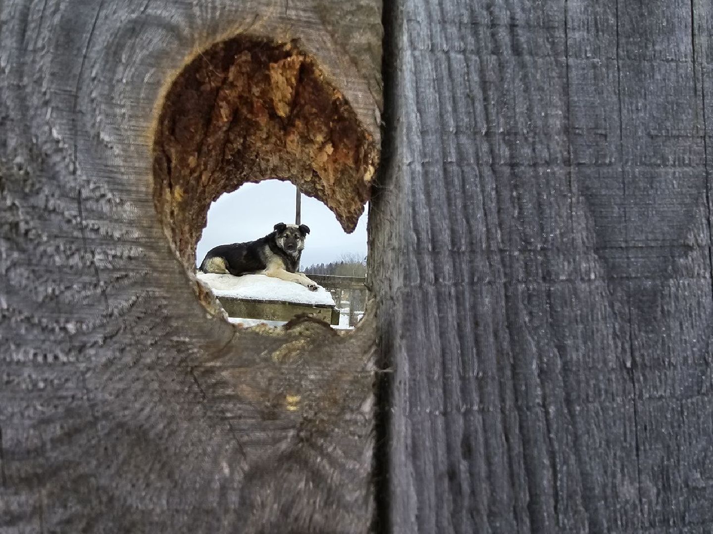 можайск, можайский городской округ, подмосковье, приют для бездомных дивотных, волонтеры, сбор средств, помощь животным, собаки, бездомные собаки, бездомные животные, приют для собак, благотворительный сбор, сбор средств на корм,