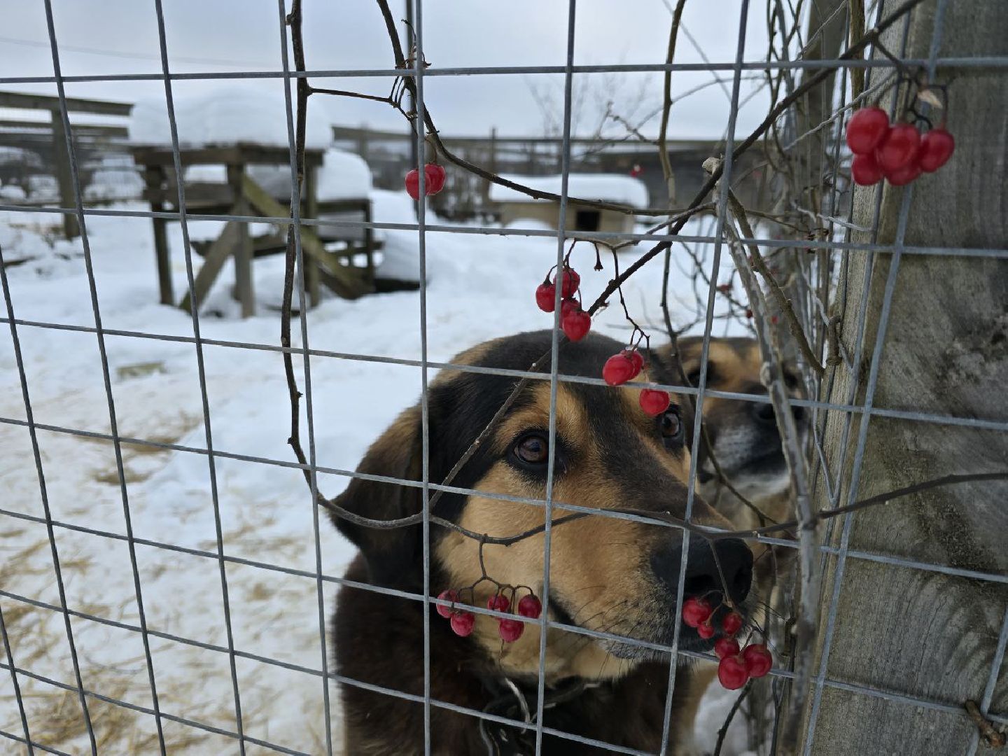 можайск, можайский городской округ, подмосковье, приют для бездомных дивотных, волонтеры, сбор средств, помощь животным, собаки, бездомные собаки, бездомные животные, приют для собак, благотворительный сбор, сбор средств на корм,