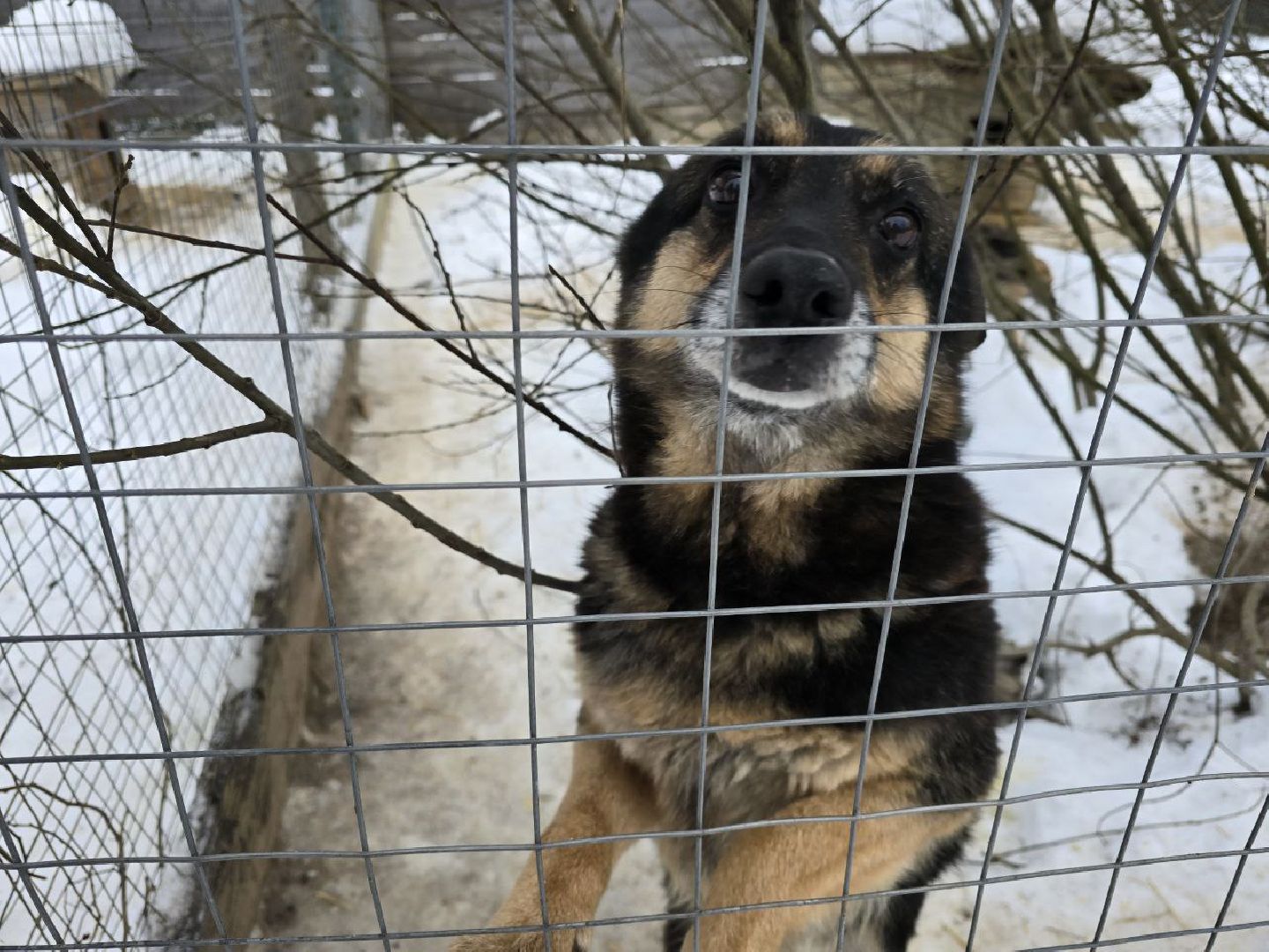 можайск, можайский городской округ, подмосковье, приют для бездомных дивотных, волонтеры, сбор средств, помощь животным, собаки, бездомные собаки, бездомные животные, приют для собак, благотворительный сбор, сбор средств на корм,