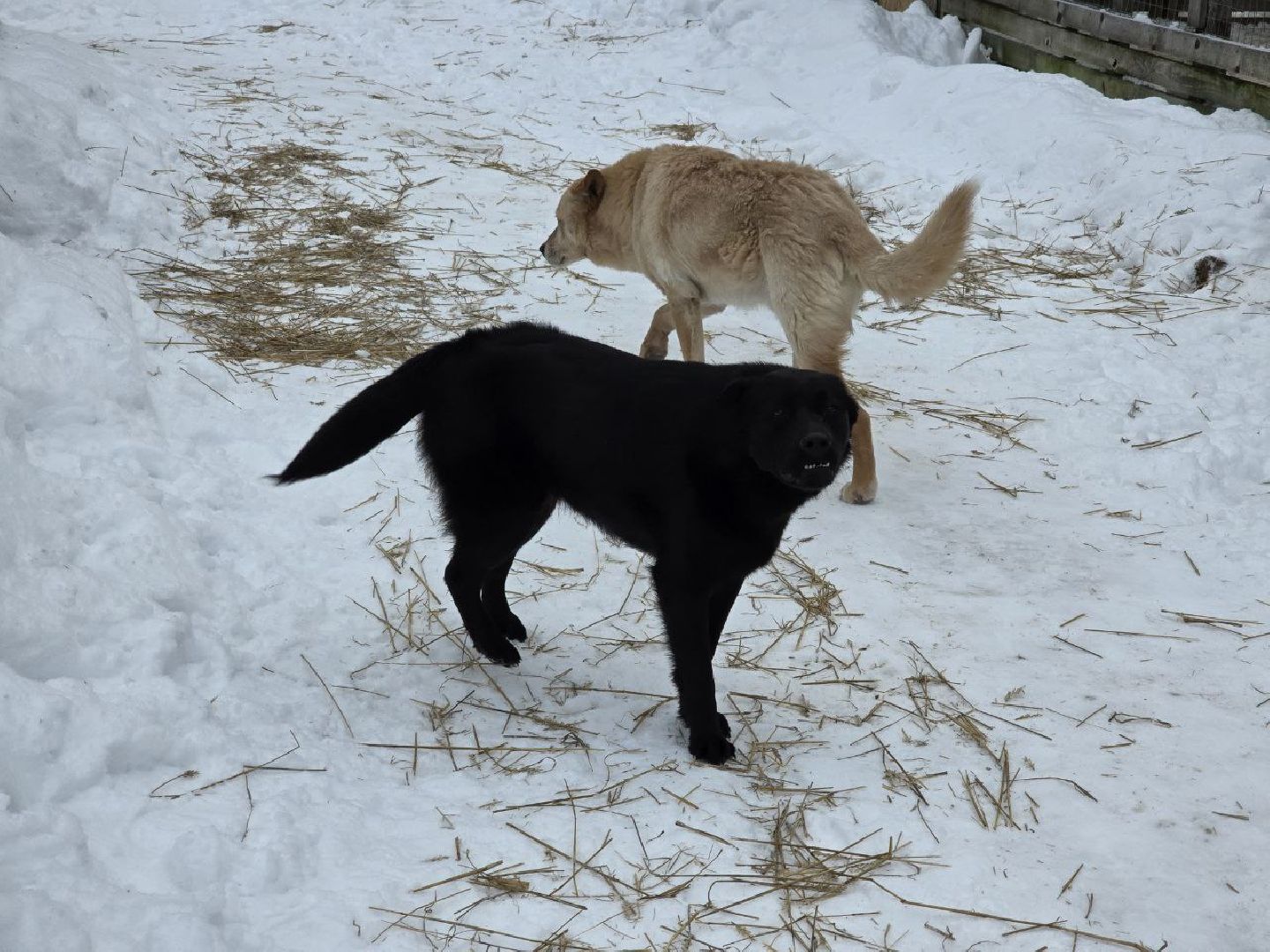 можайск, можайский городской округ, подмосковье, приют для бездомных дивотных, волонтеры, сбор средств, помощь животным, собаки, бездомные собаки, бездомные животные, приют для собак, благотворительный сбор, сбор средств на корм,