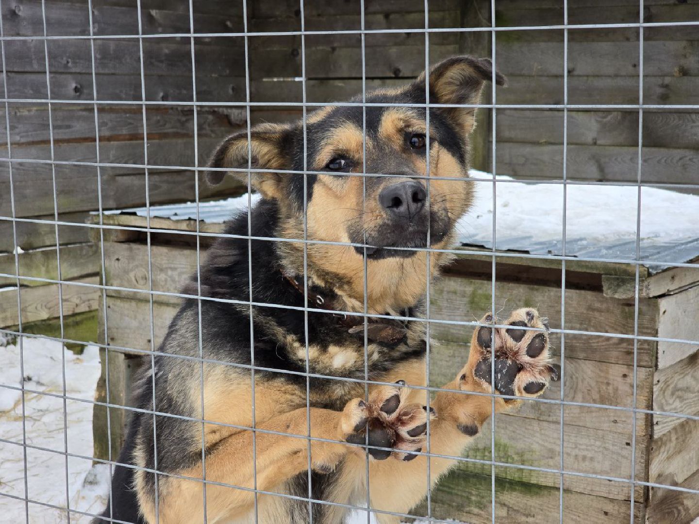 можайск, можайский городской округ, подмосковье, приют для бездомных дивотных, волонтеры, сбор средств, помощь животным, собаки, бездомные собаки, бездомные животные, приют для собак, благотворительный сбор, сбор средств на корм,
