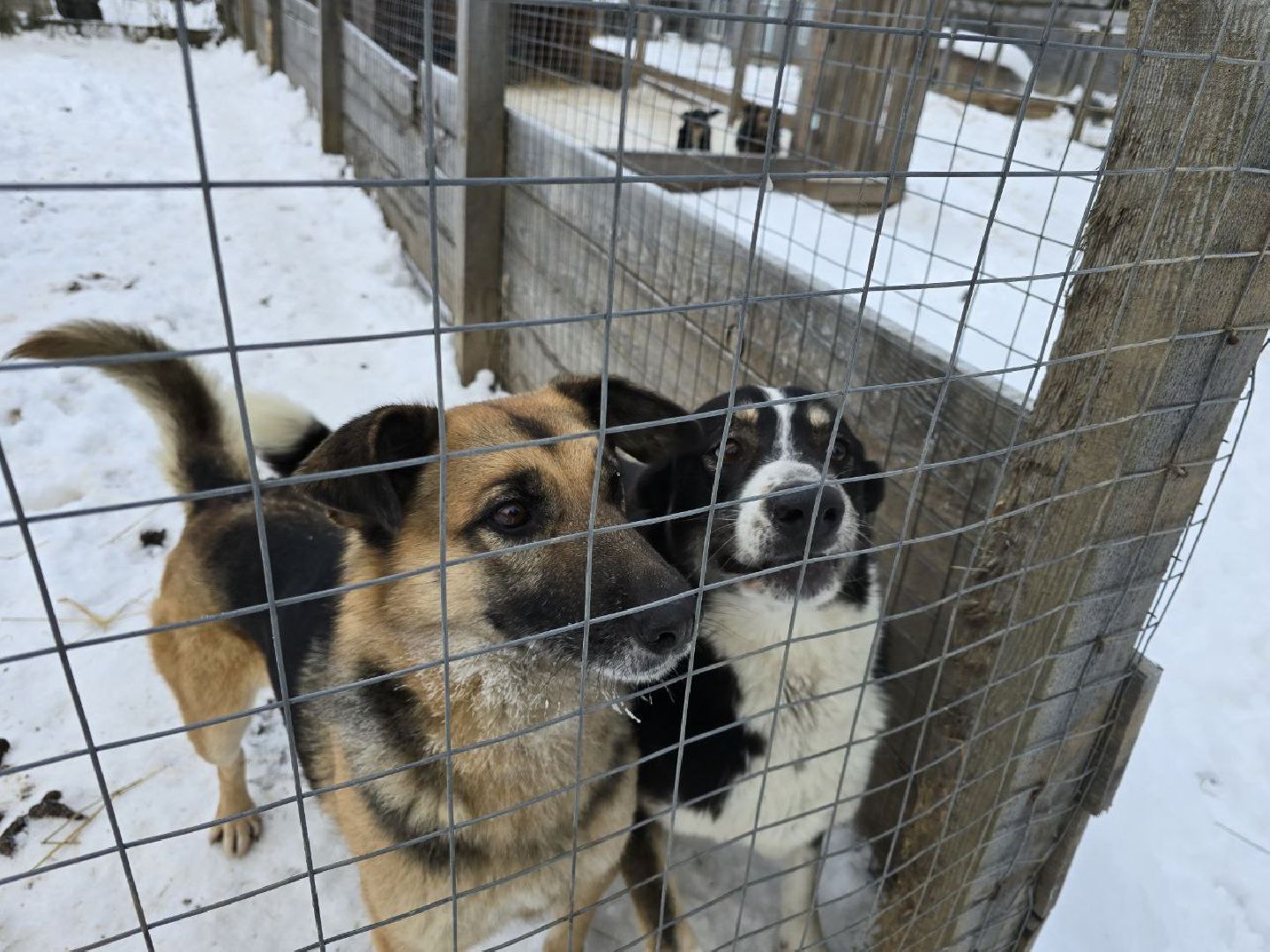 можайск, можайский городской округ, подмосковье, приют для бездомных дивотных, волонтеры, сбор средств, помощь животным, собаки, бездомные собаки, бездомные животные, приют для собак, благотворительный сбор, сбор средств на корм,