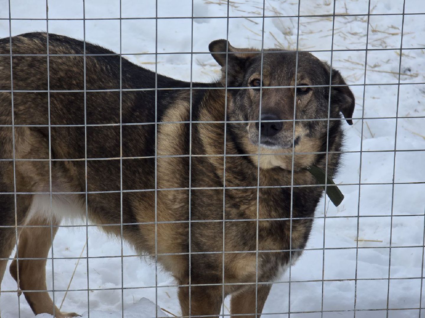 можайск, можайский городской округ, подмосковье, приют для бездомных дивотных, волонтеры, сбор средств, помощь животным, собаки, бездомные собаки, бездомные животные, приют для собак, благотворительный сбор, сбор средств на корм,