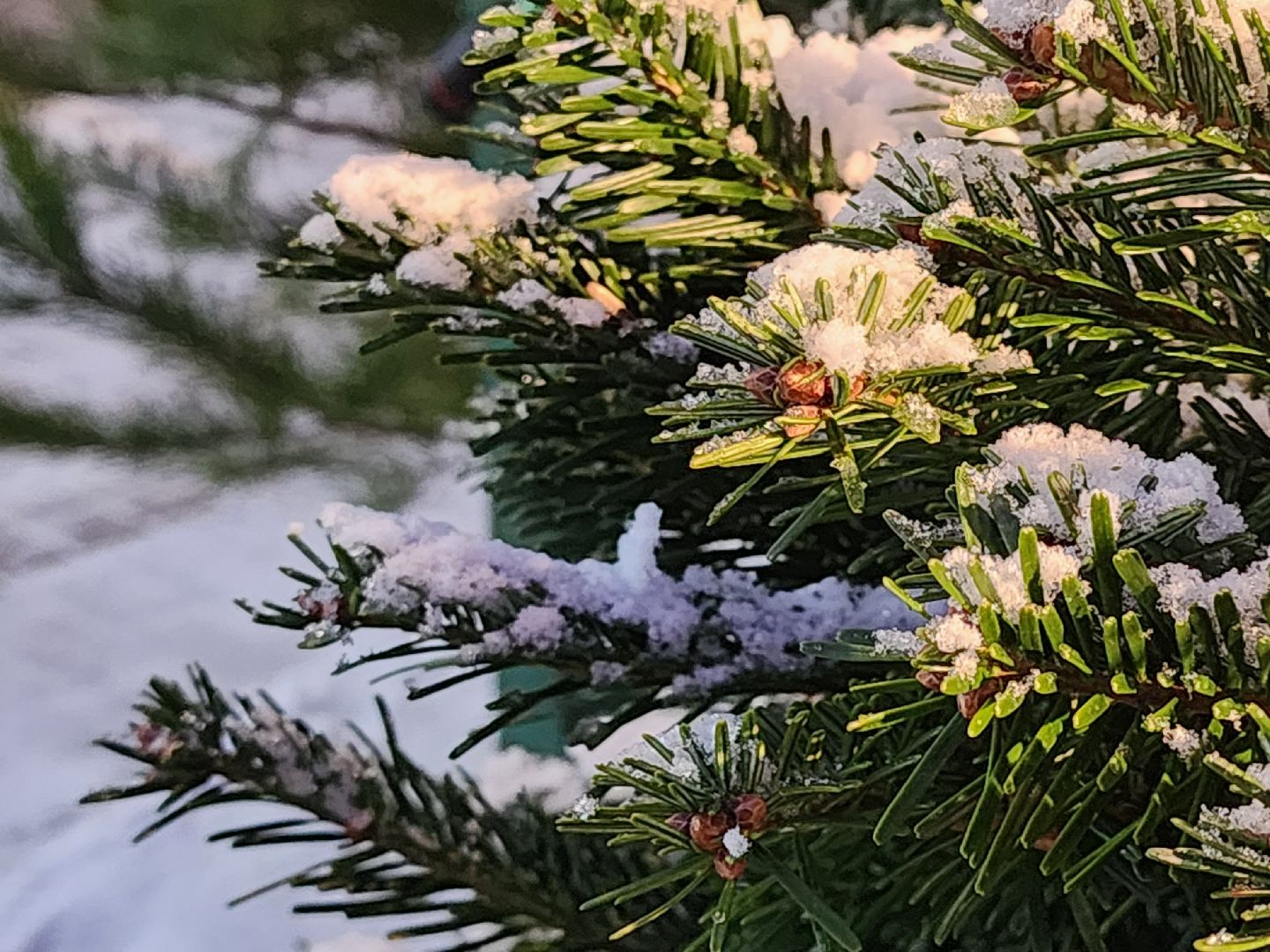 Коломна, елочный базар, новогодняя елка, зима в подмосковье,