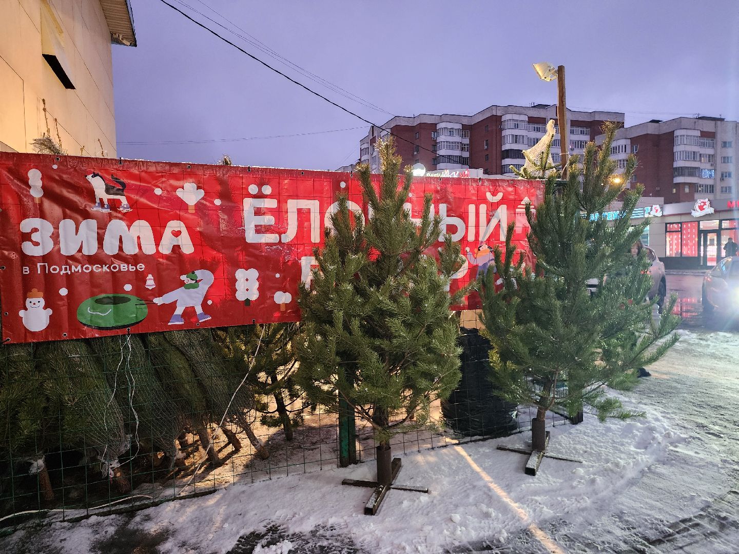 Коломна, елочный базар, новогодняя елка, зима в подмосковье,