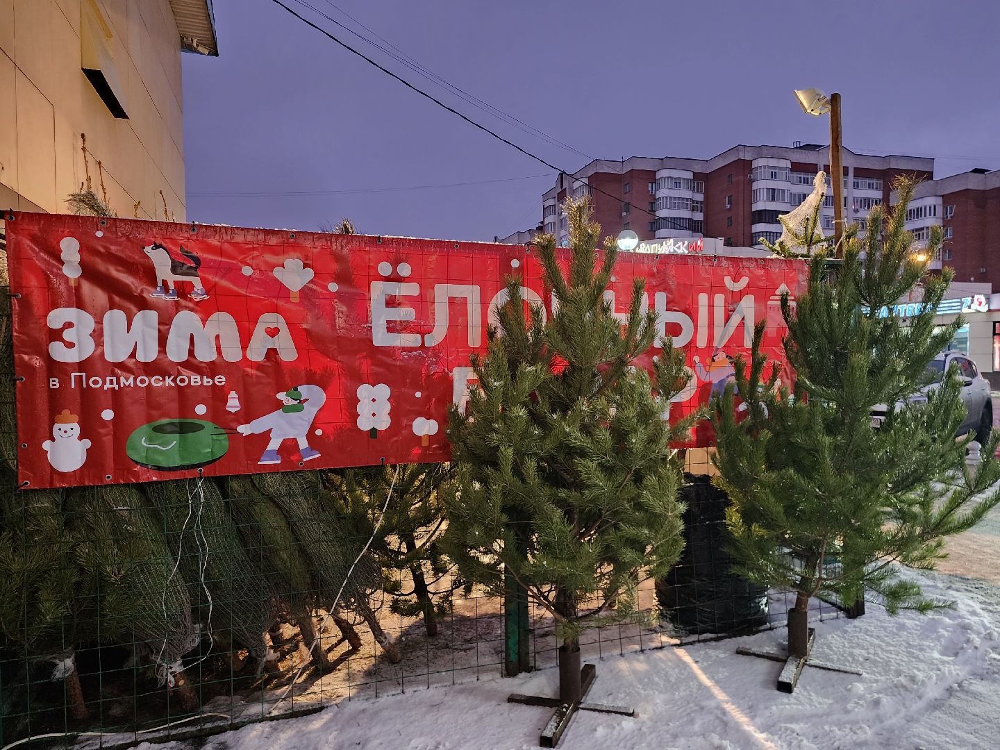 Коломна, елочный базар, новогодняя елка, зима в подмосковье,