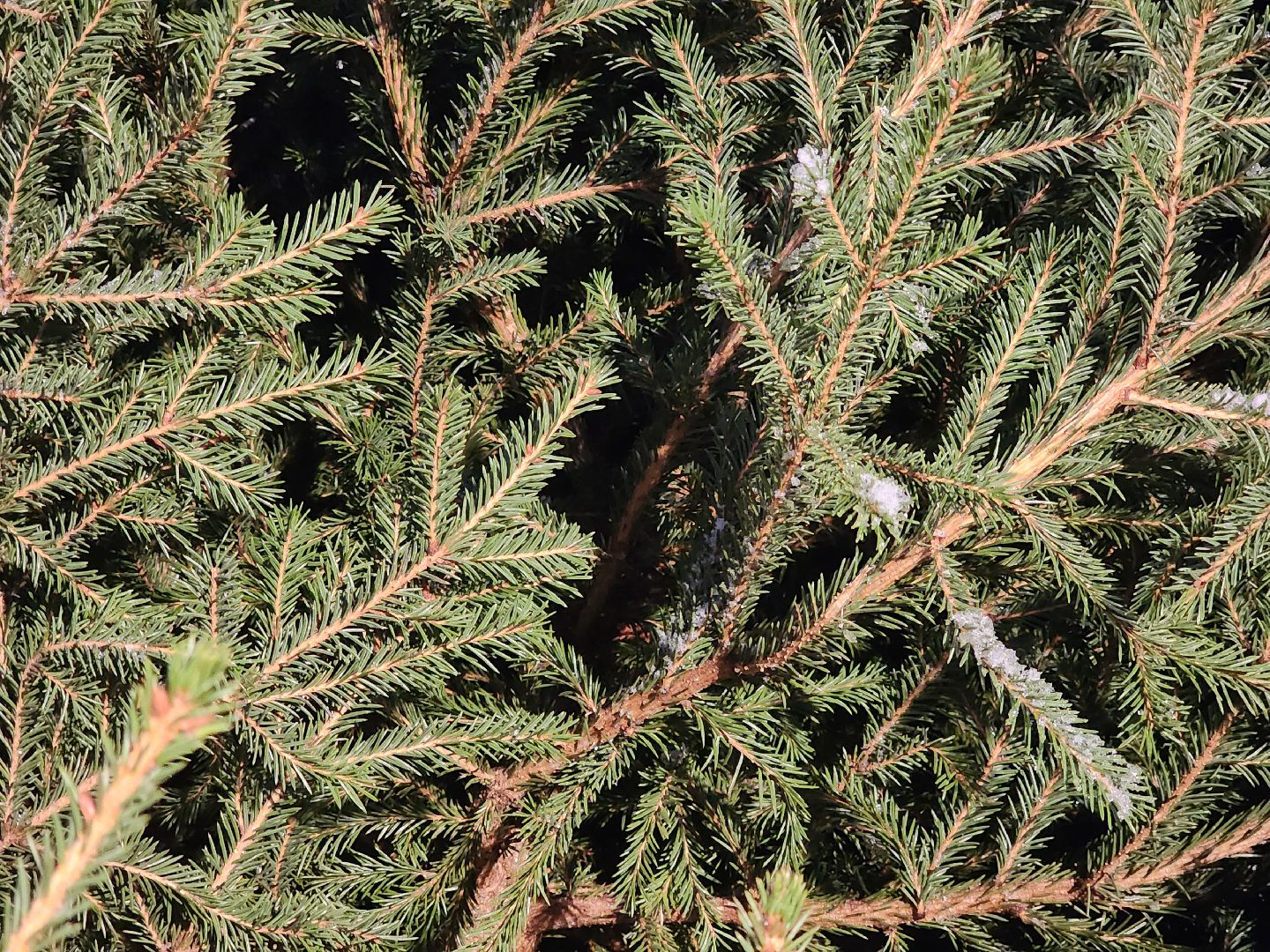 Коломна, елочный базар, новогодняя елка, зима в подмосковье,