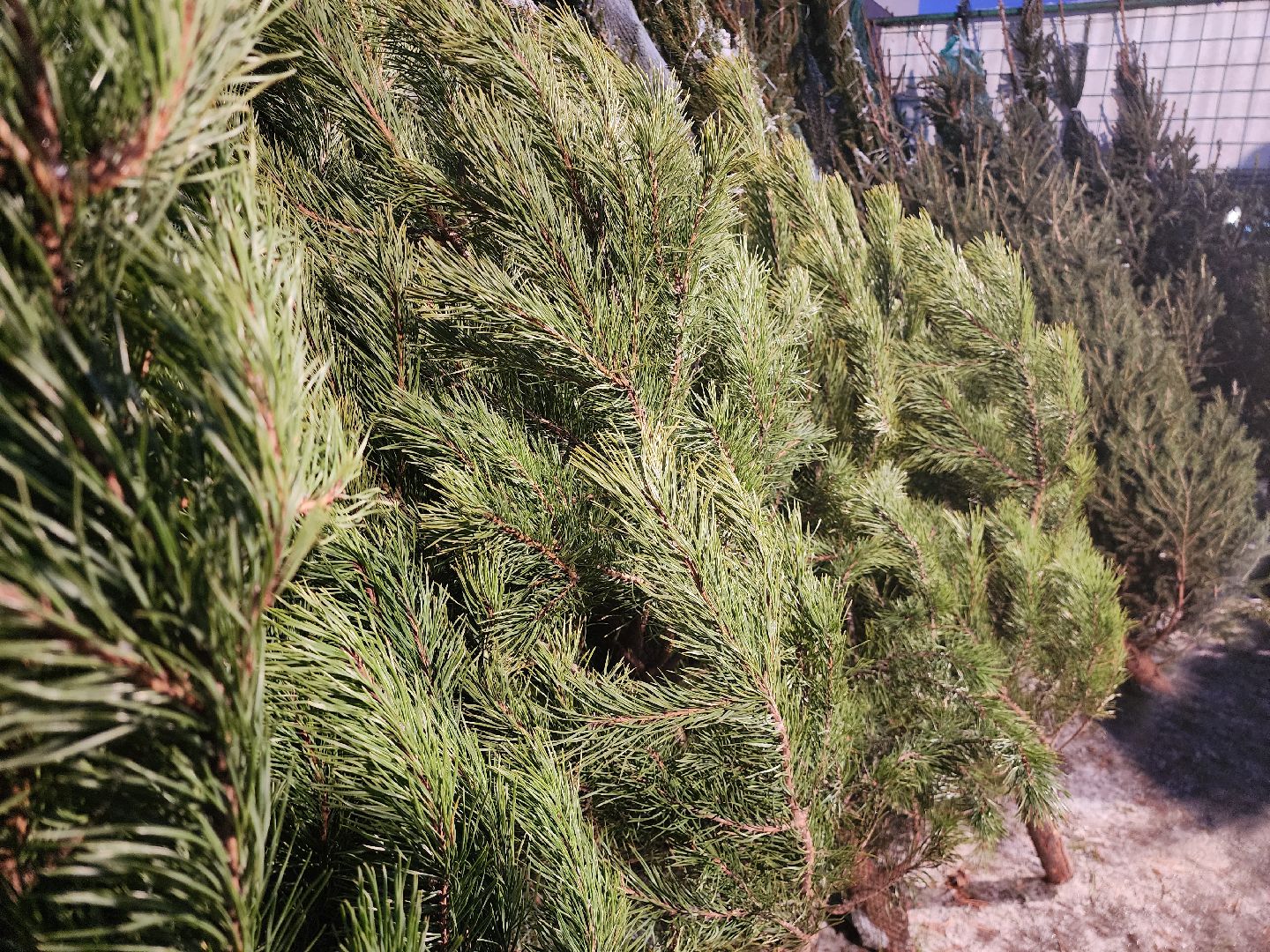 Коломна, елочный базар, новогодняя елка, зима в подмосковье,