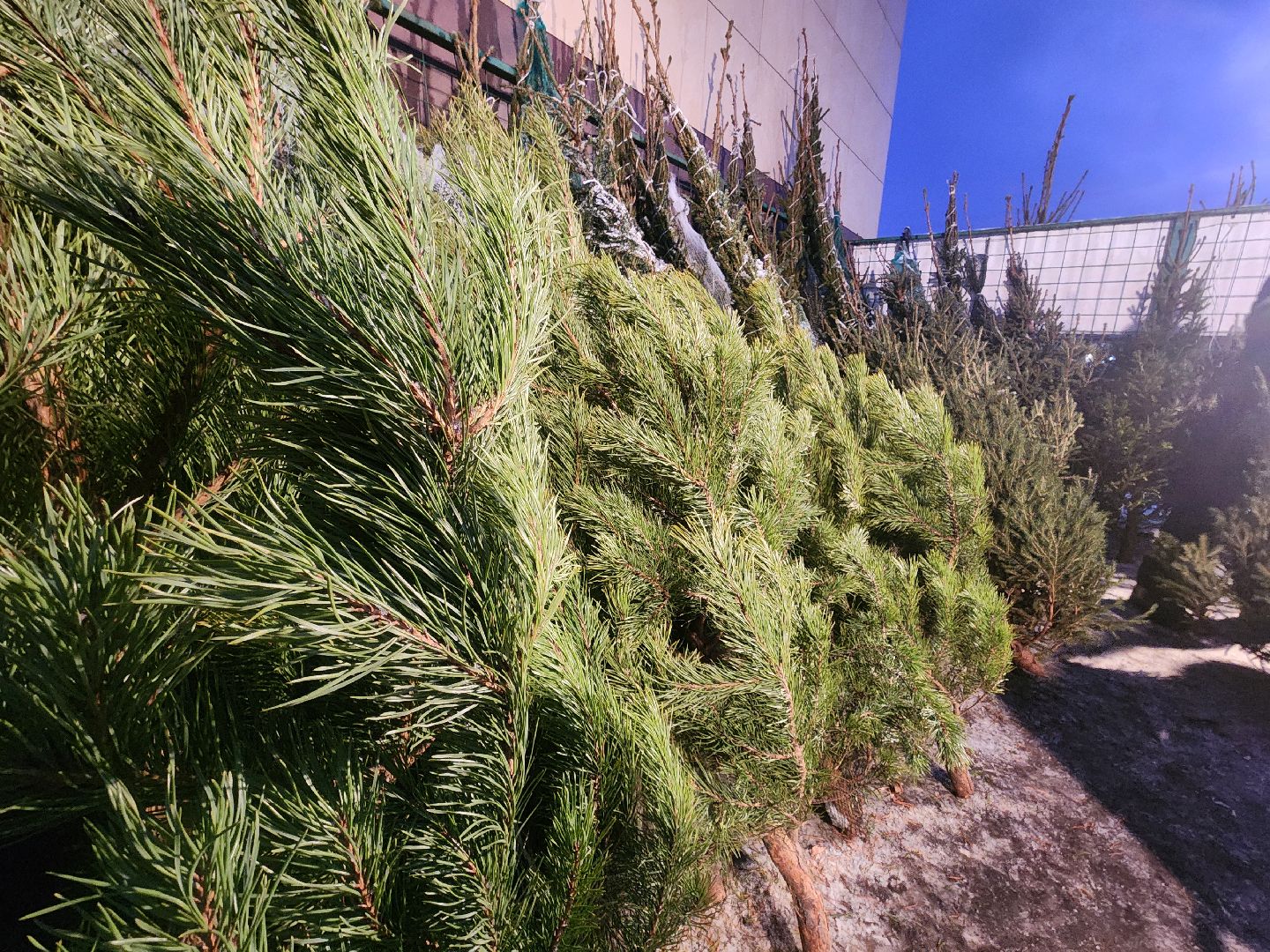 Коломна, елочный базар, новогодняя елка, зима в подмосковье,