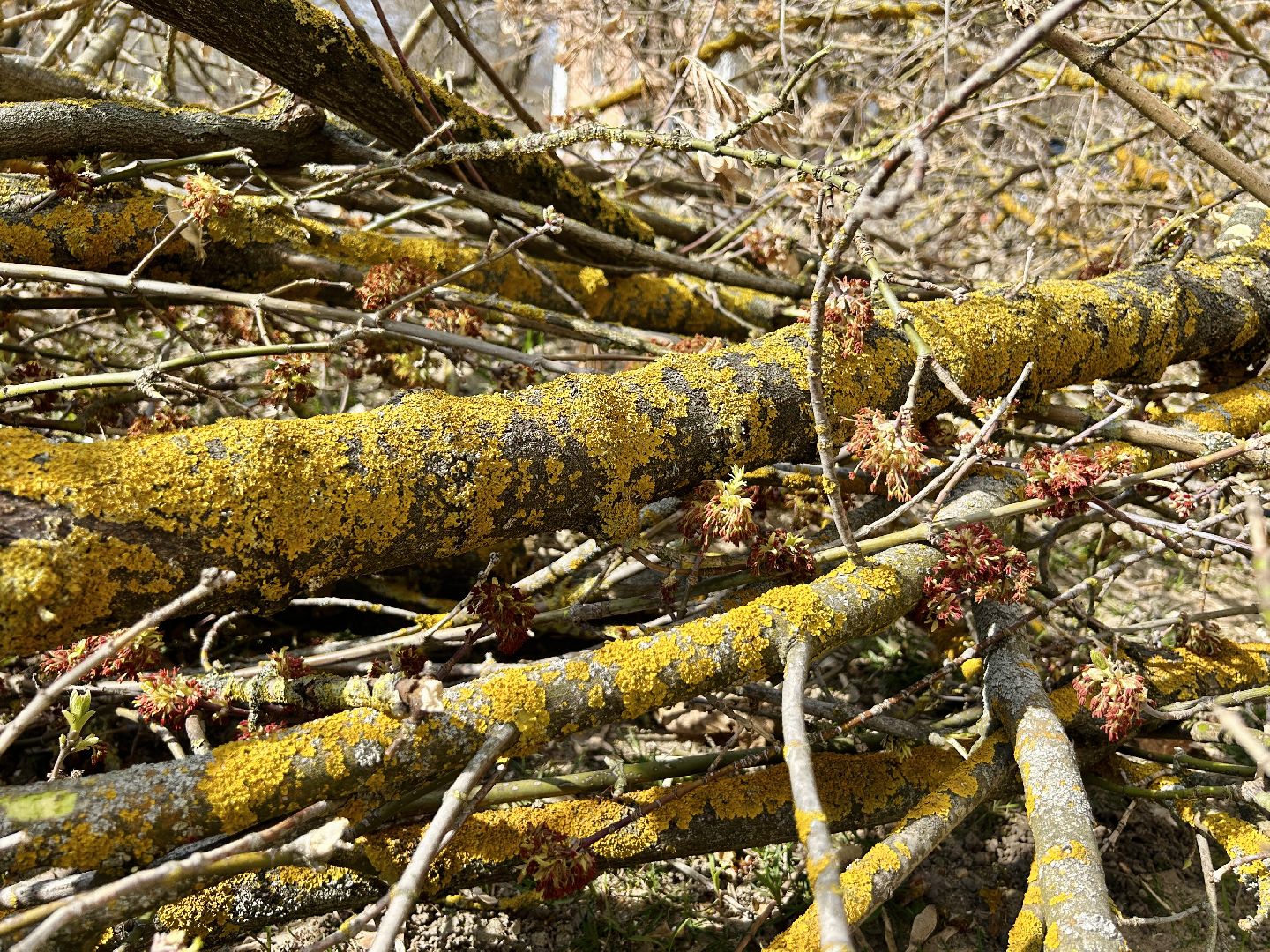 Благоустройство, Фрязино, сухостой, опиловка