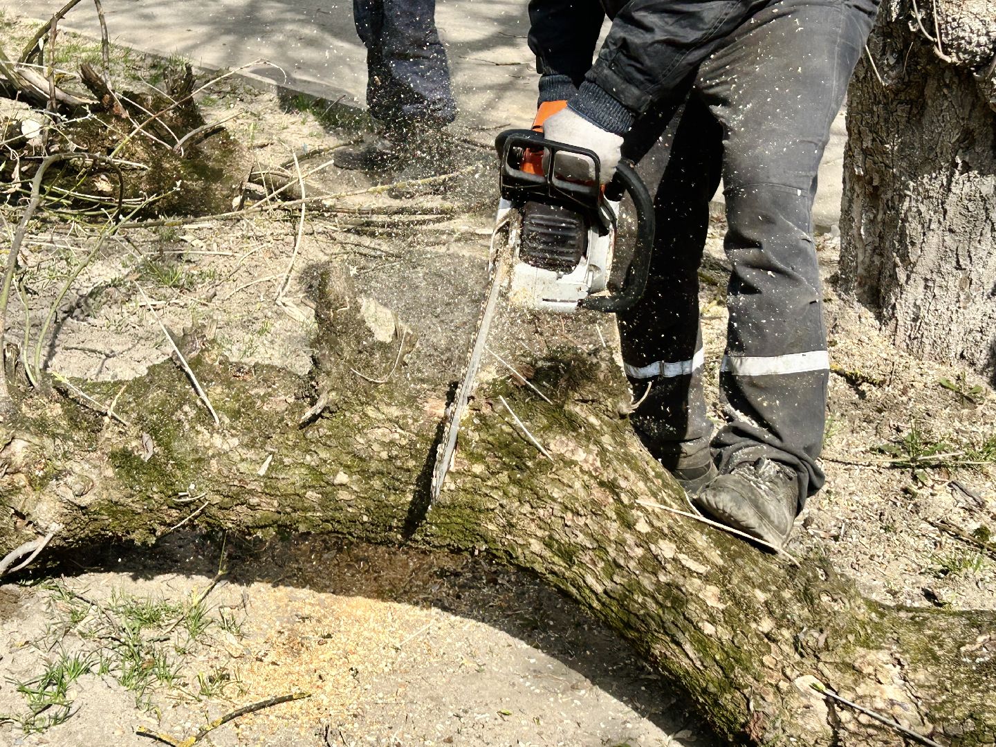 Благоустройство, Фрязино, сухостой, опиловка