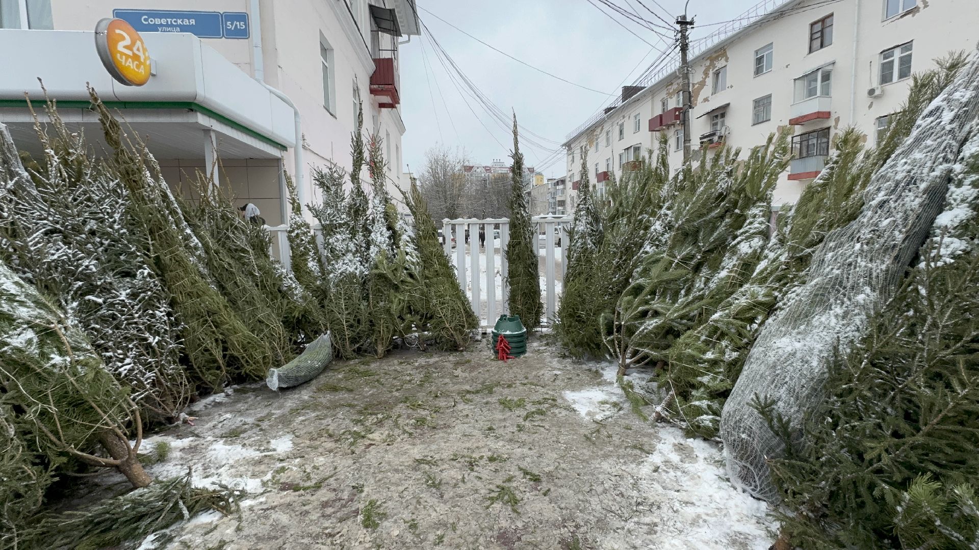 Солнечногорск, Елки, елочный базар, жители, вертикалки,