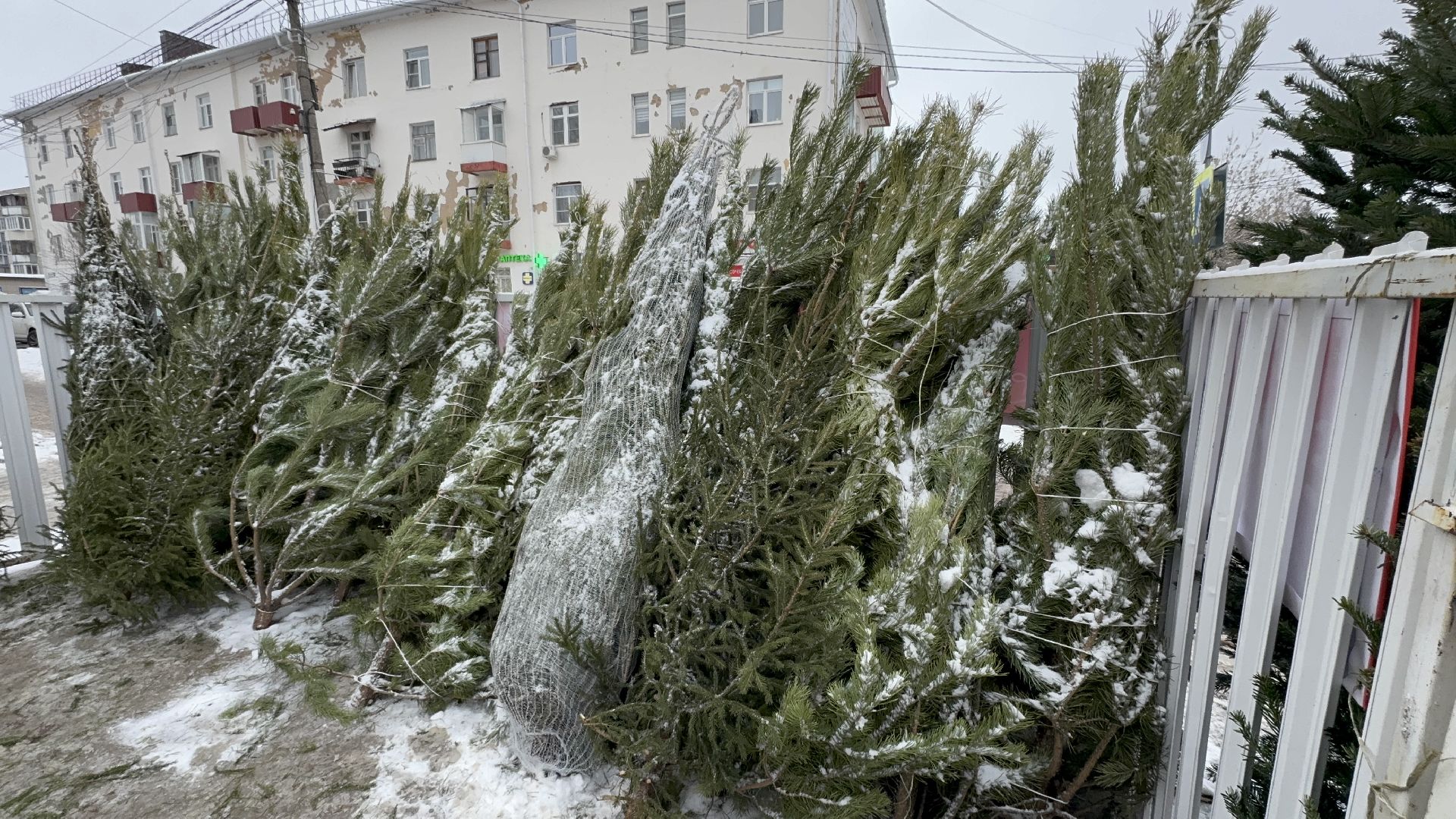 Солнечногорск, Елки, елочный базар, жители, вертикалки,