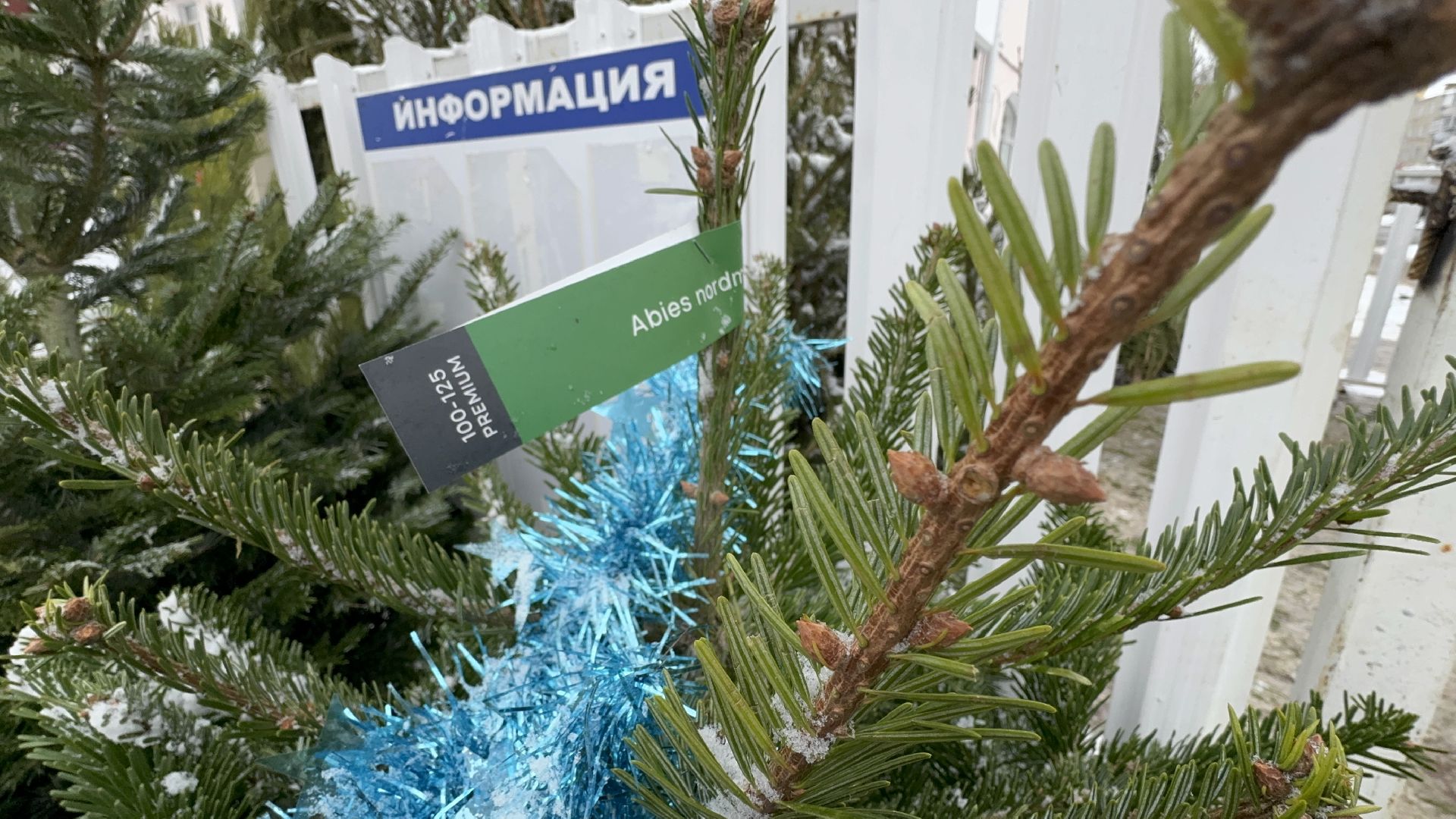 Солнечногорск, Елки, елочный базар, жители, вертикалки,