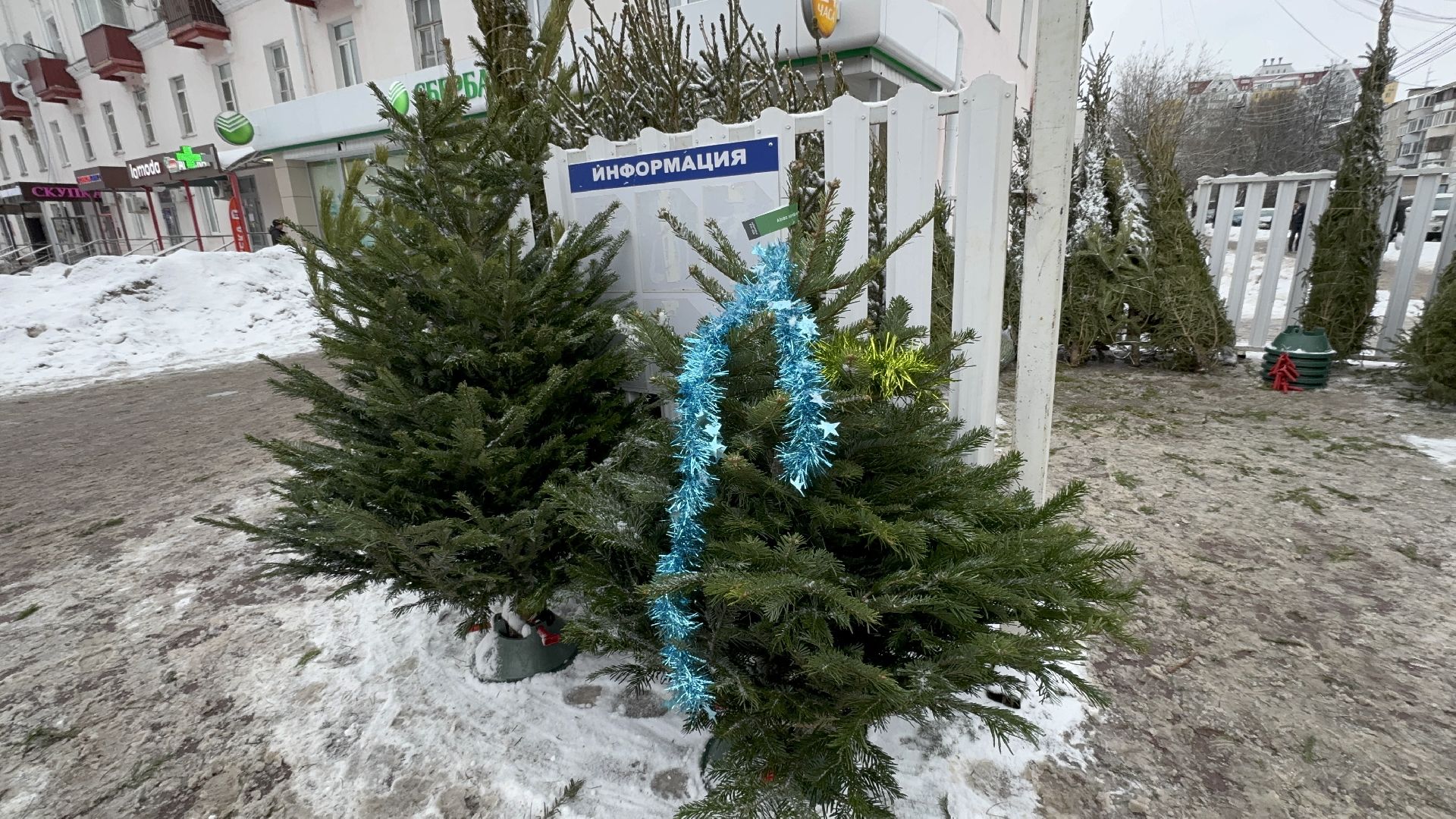 Солнечногорск, Елки, елочный базар, жители, вертикалки,