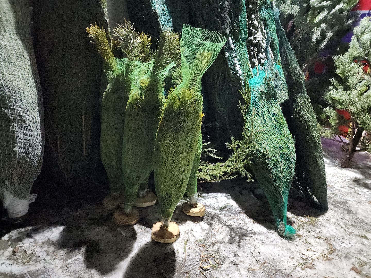 Подольск, Новый год, Елочный базар, Новогодняя елка,