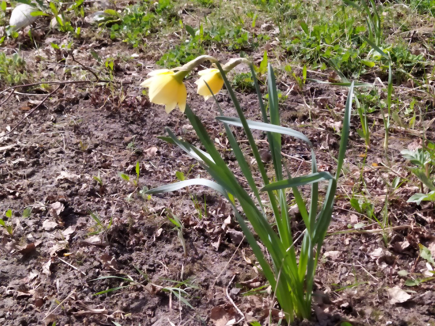 Благоустройство, уборка, месячник, листва