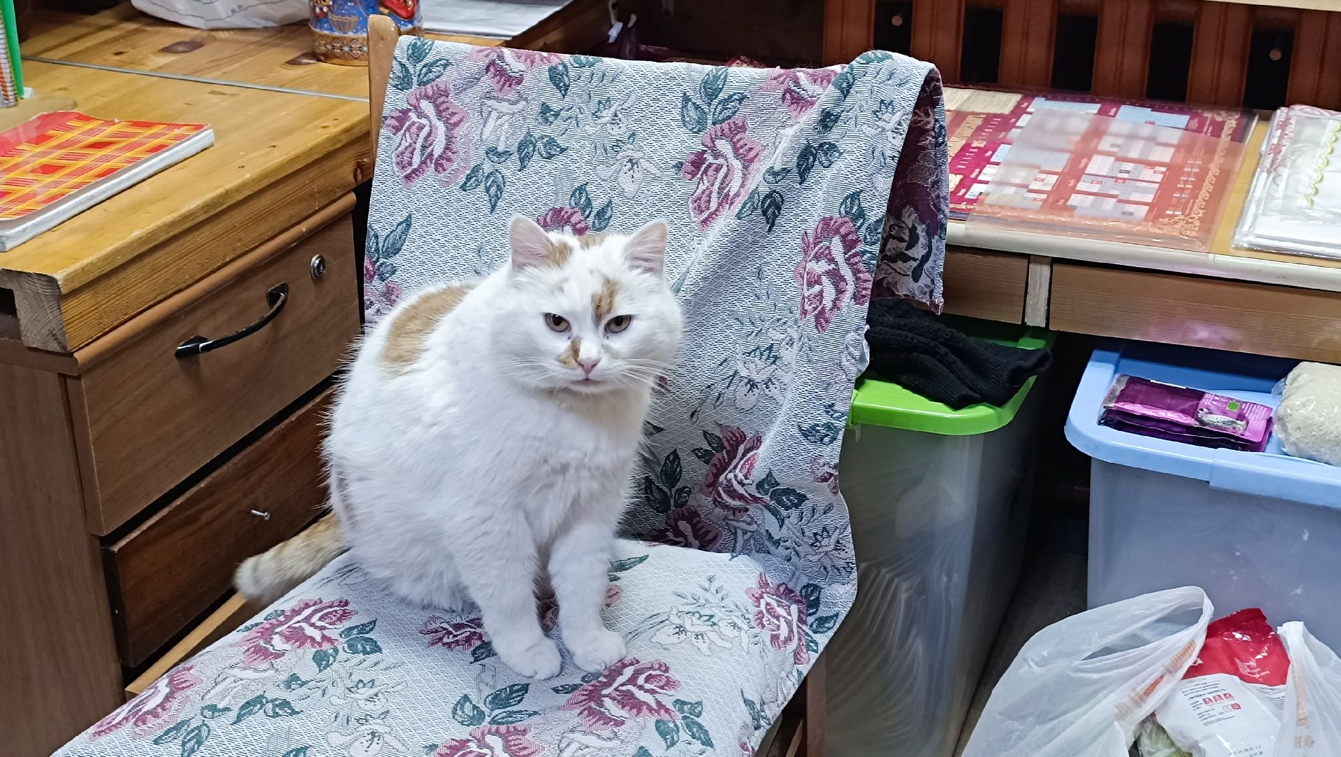 рождество христово, храм, лобня, вертикалки,