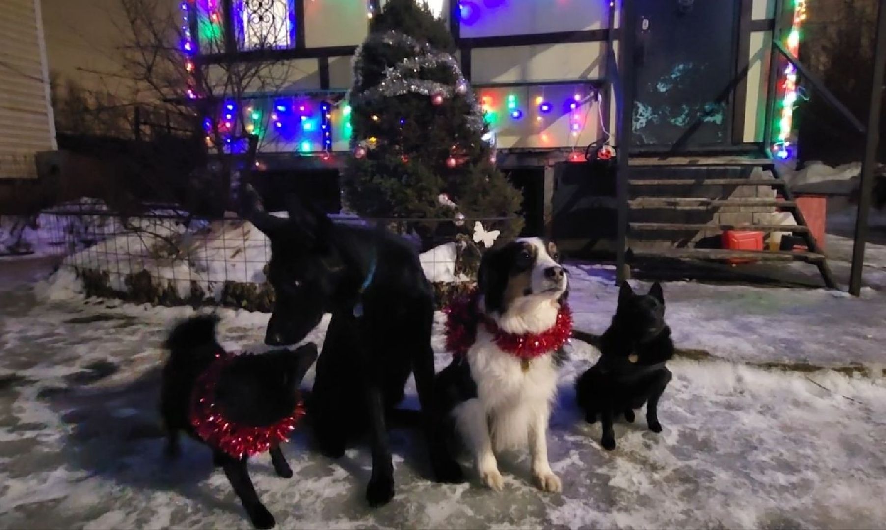 долгопрудный, x-легион, кинологи,новогоднее поздравление, лекторий, конкурс гражданских инициатив,