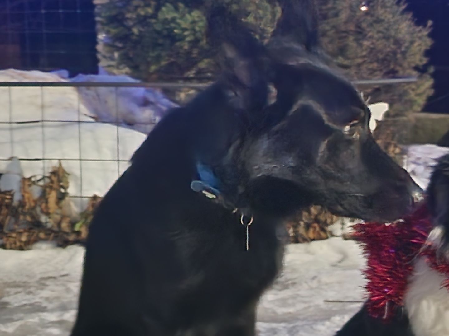 долгопрудный, x-легион, кинологи,новогоднее поздравление, лекторий, конкурс гражданских инициатив,