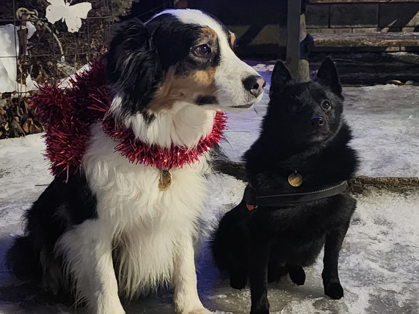 долгопрудный, x-легион, кинологи,новогоднее поздравление, лекторий, конкурс гражданских инициатив,