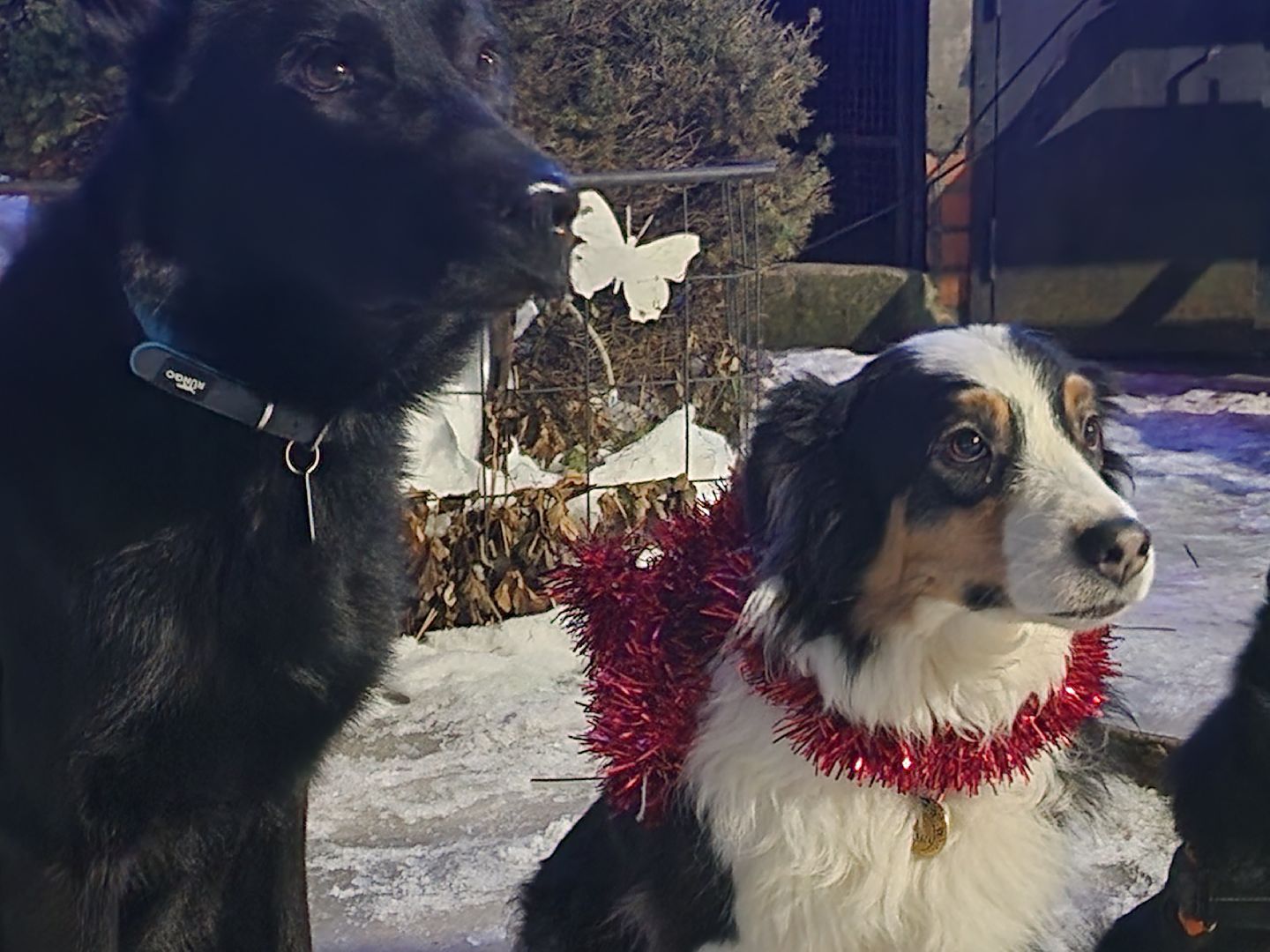 долгопрудный, x-легион, кинологи,новогоднее поздравление, лекторий, конкурс гражданских инициатив,