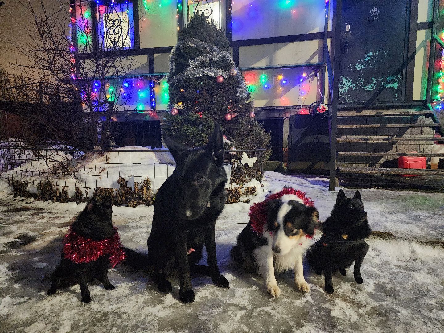 долгопрудный, x-легион, кинологи,новогоднее поздравление, лекторий, конкурс гражданских инициатив,