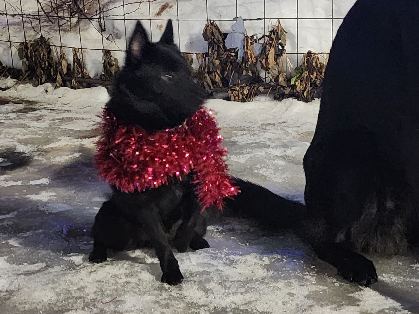 долгопрудный, x-легион, кинологи,новогоднее поздравление, лекторий, конкурс гражданских инициатив,