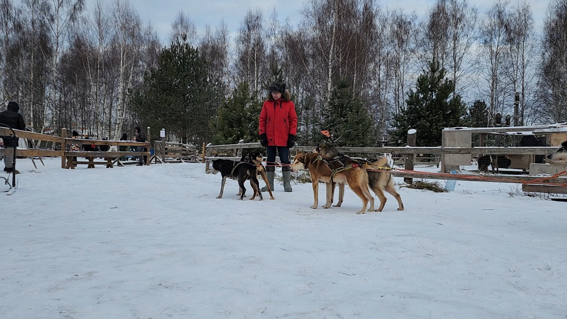 Раменское, Туризм, хаски парк раменское, Куда поехать с детьми, Катание на хаски,