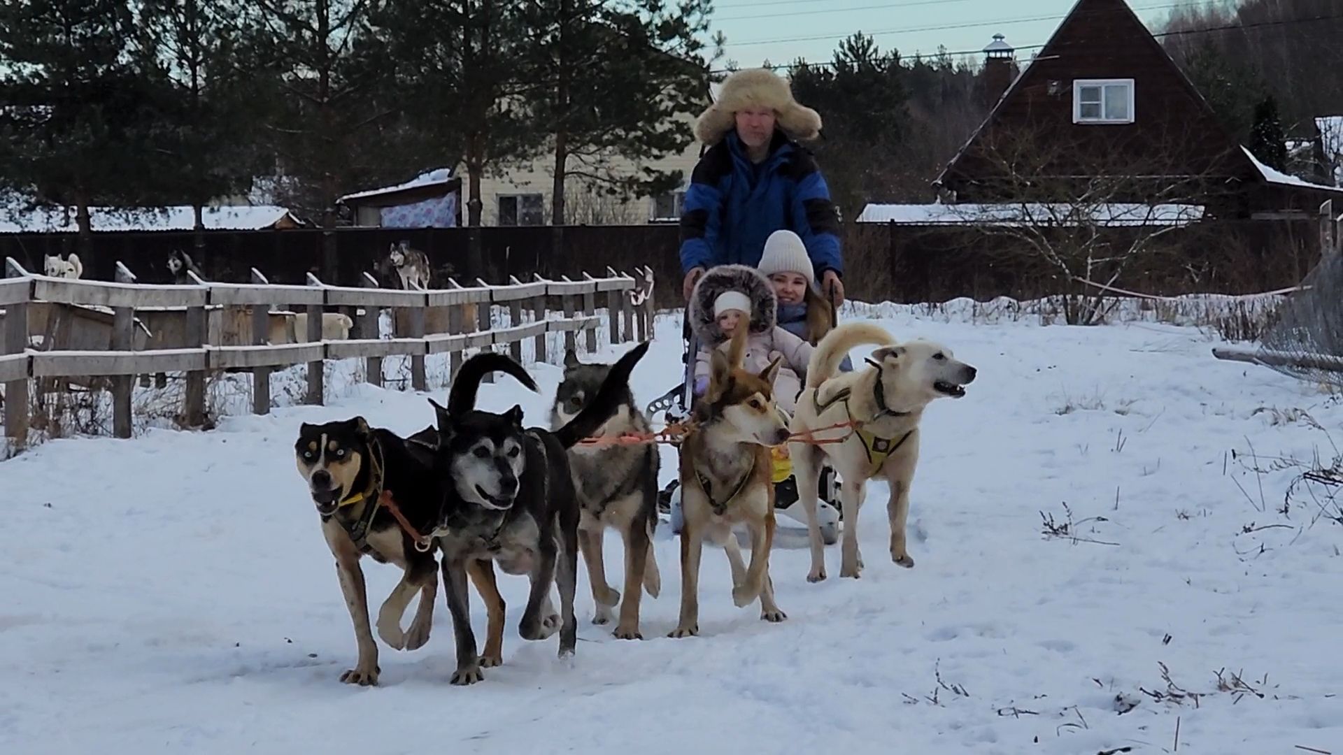 Раменское, Туризм, хаски парк раменское, Куда поехать с детьми, Катание на хаски,