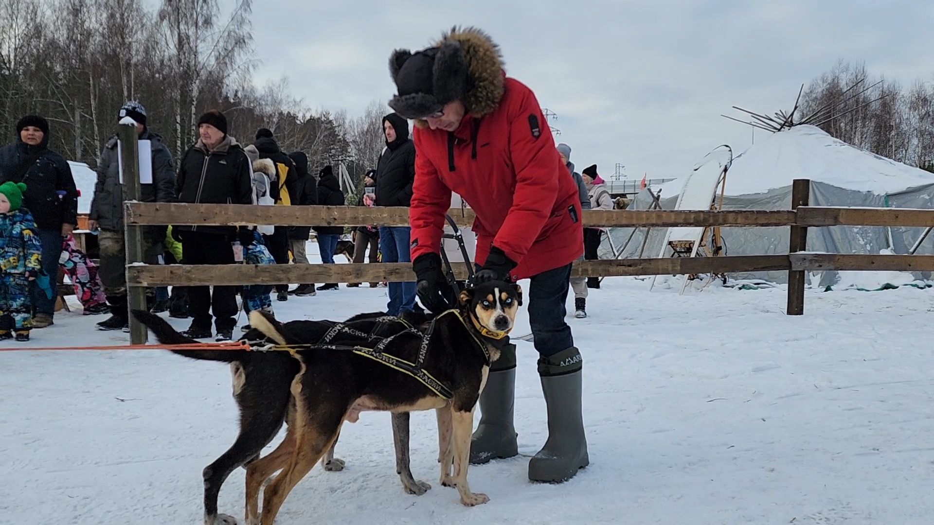 Раменское, Туризм, хаски парк раменское, Куда поехать с детьми, Катание на хаски,