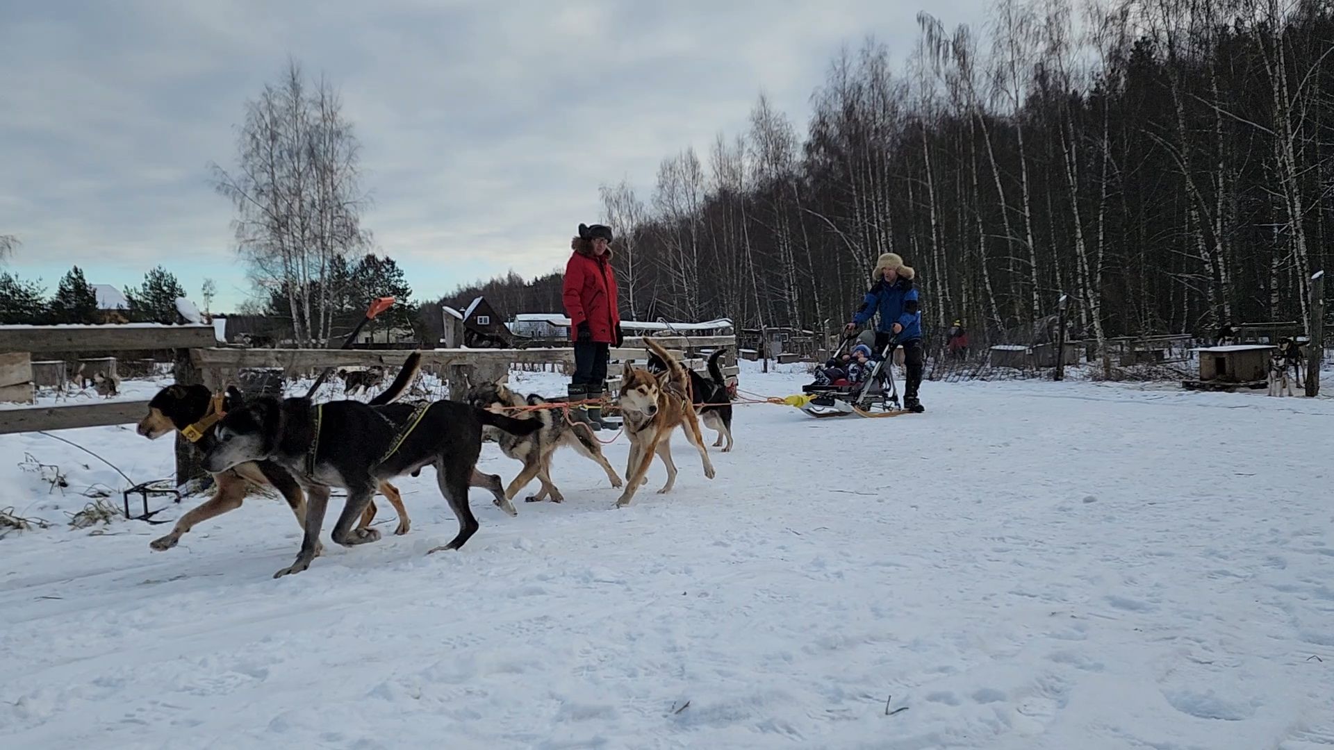 Раменское, Туризм, хаски парк раменское, Куда поехать с детьми, Катание на хаски,