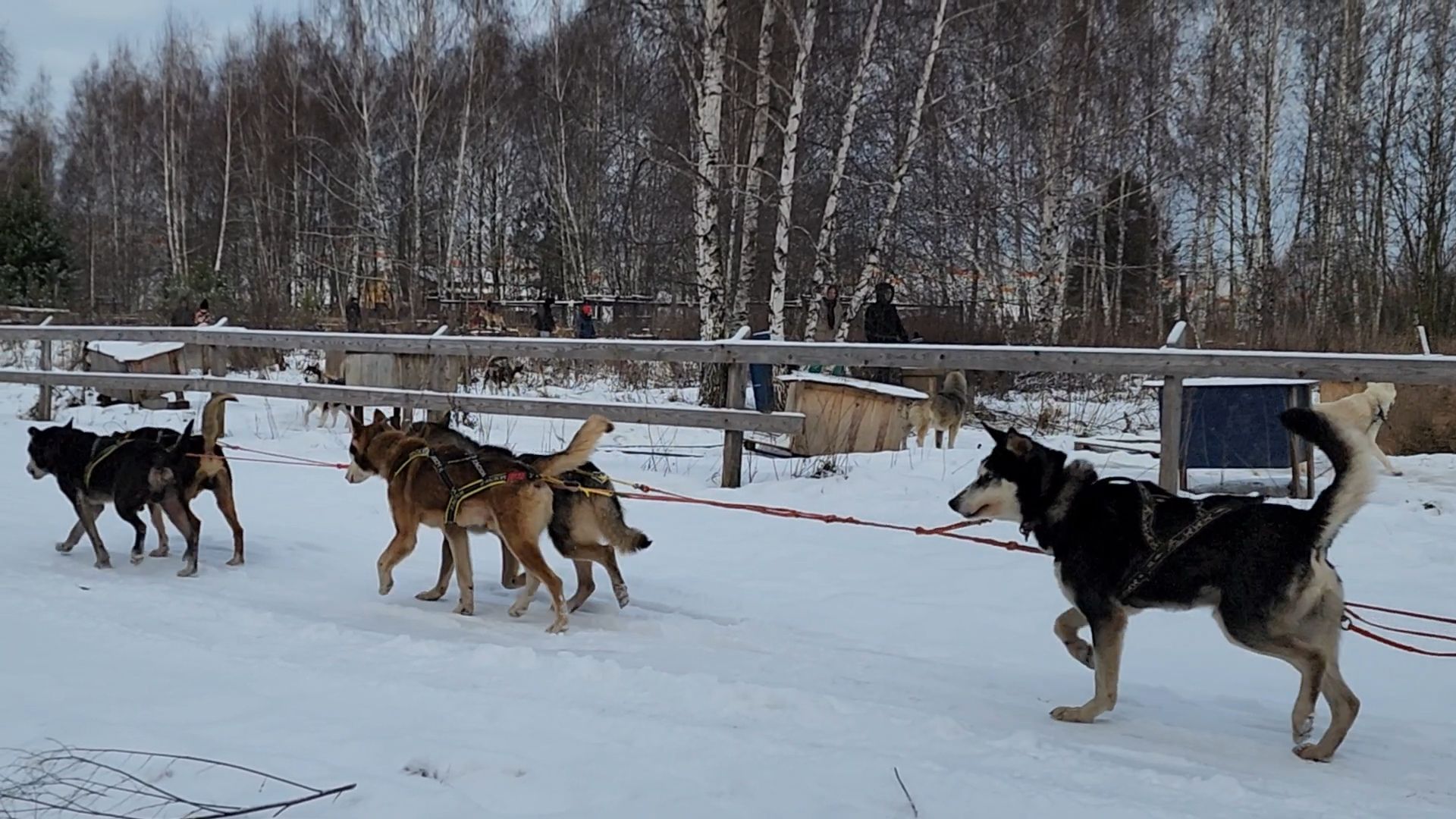 Раменское, Туризм, хаски парк раменское, Куда поехать с детьми, Катание на хаски,