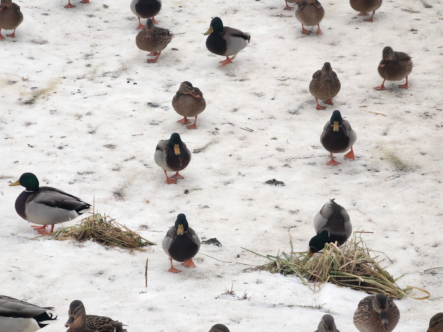 воскресенск, парк кривякино, утки,