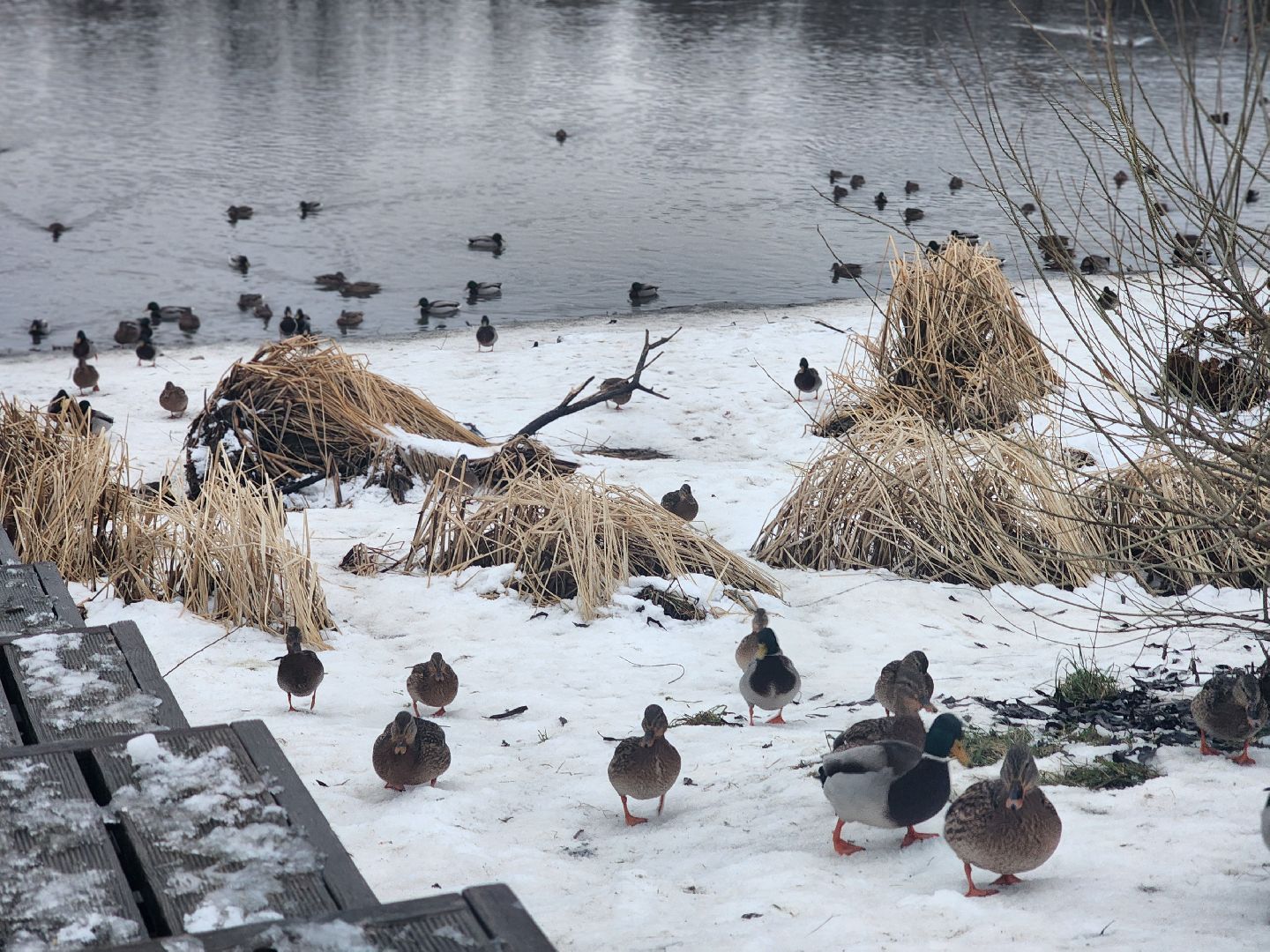 воскресенск, парк кривякино, утки,