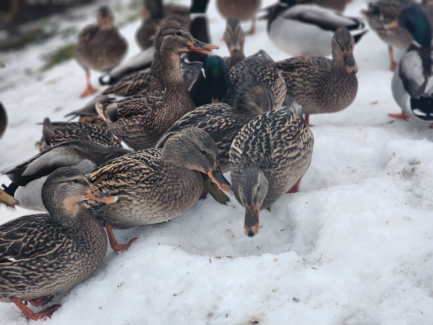 воскресенск, парк кривякино, утки,