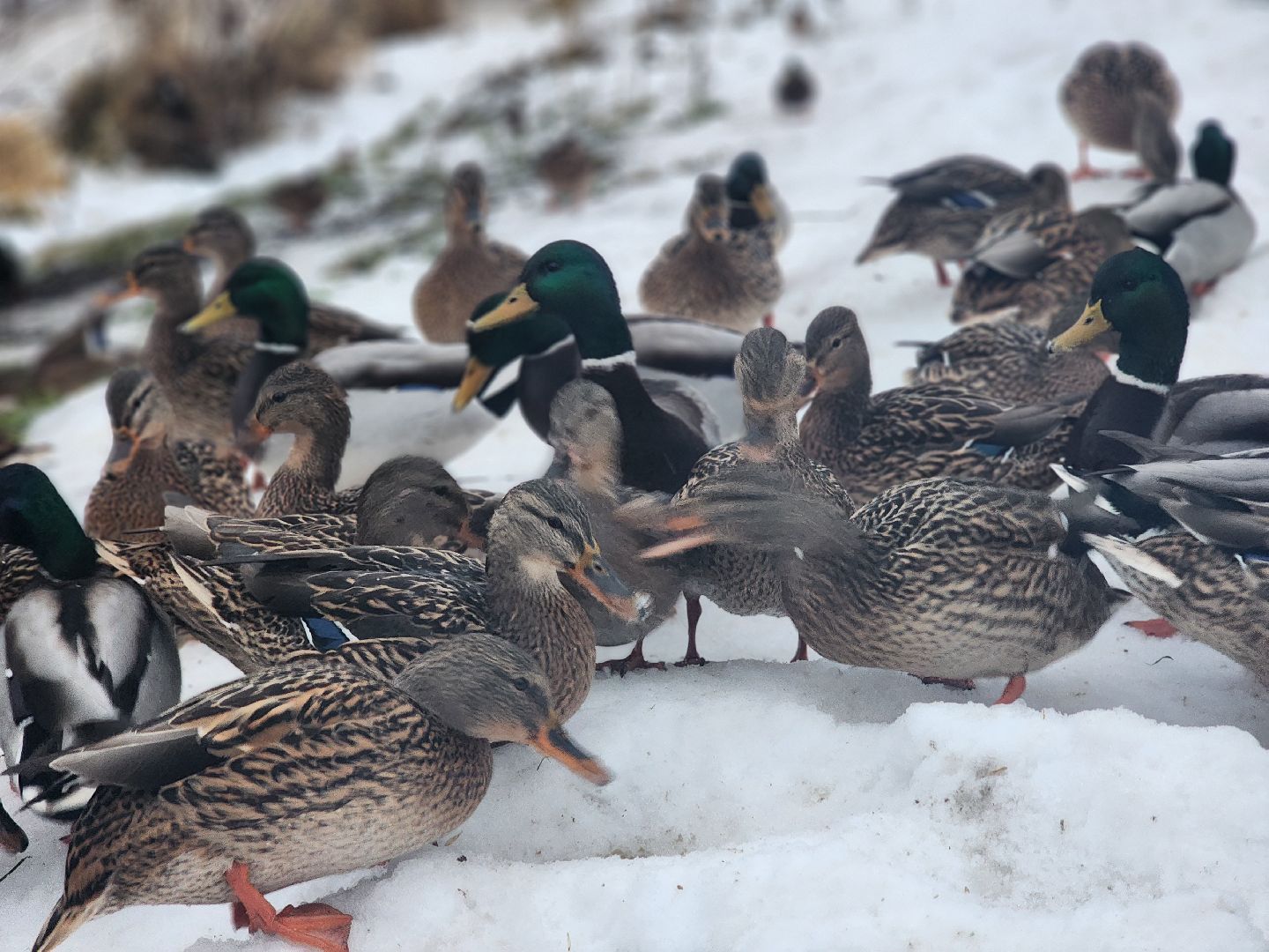 воскресенск, парк кривякино, утки,