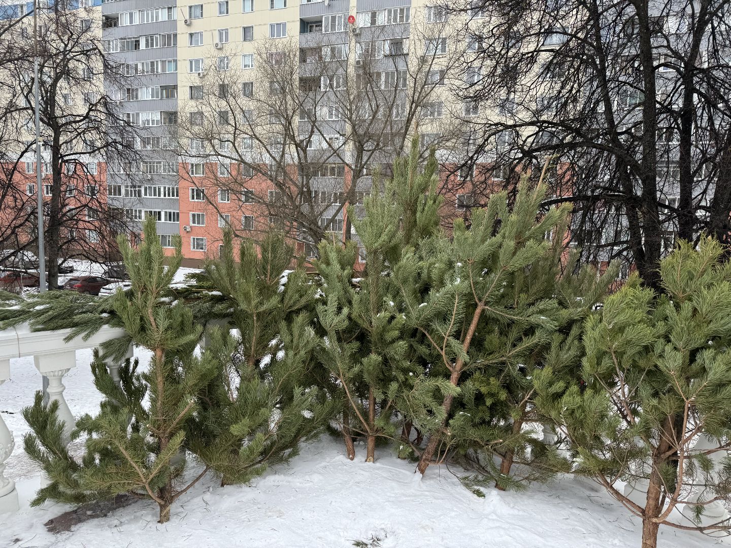 рождество христово, сочельник, Праздничное богослужение, Храм украшен, Храм великомученика Георгий Победоносца,