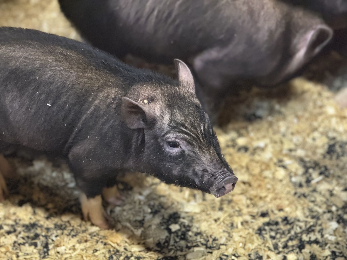 сельское хозяйство, ферма, Мастер-классы, Парк-отель Остров, домашние животные,