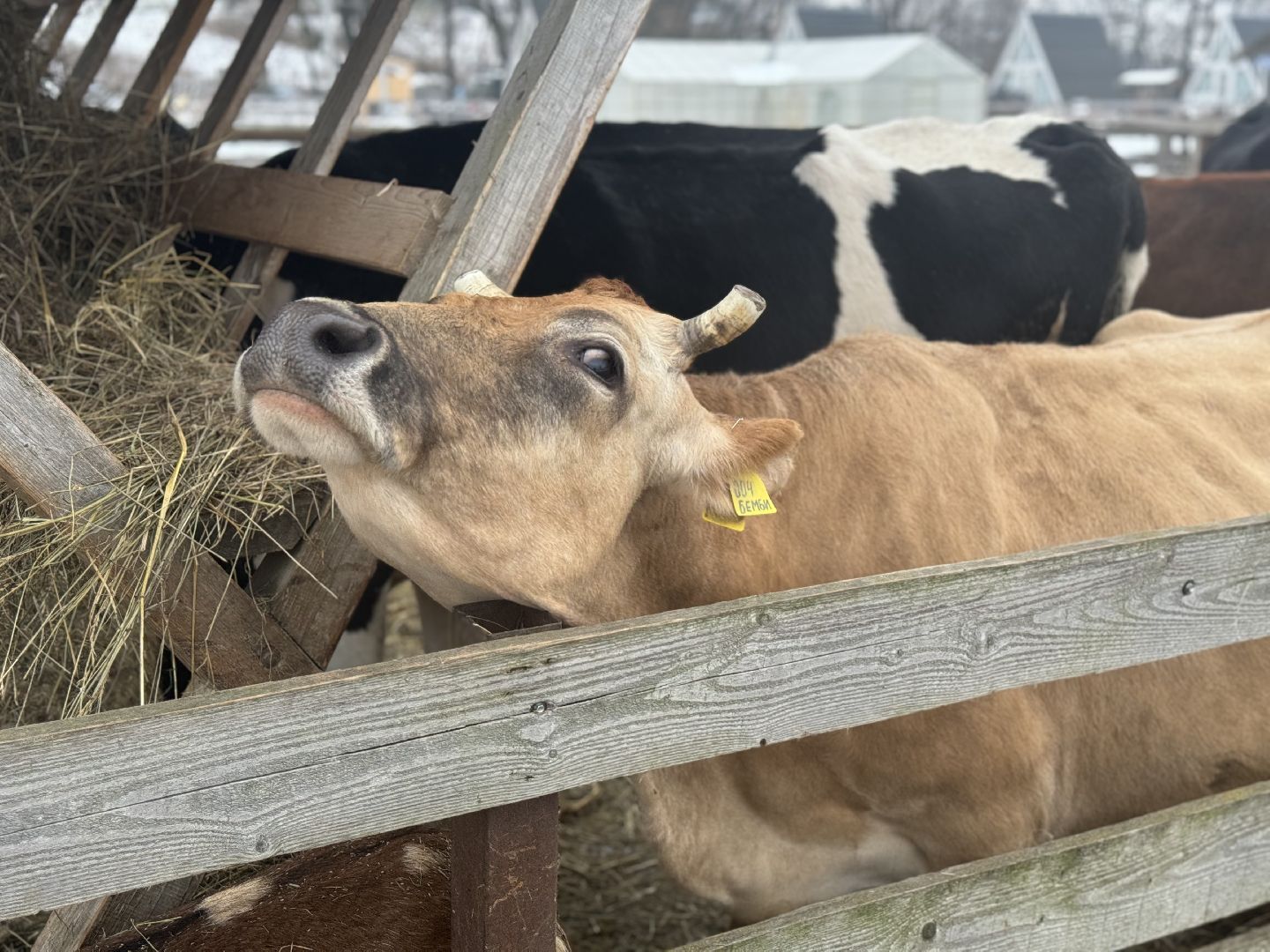 сельское хозяйство, ферма, Мастер-классы, Парк-отель Остров, домашние животные,