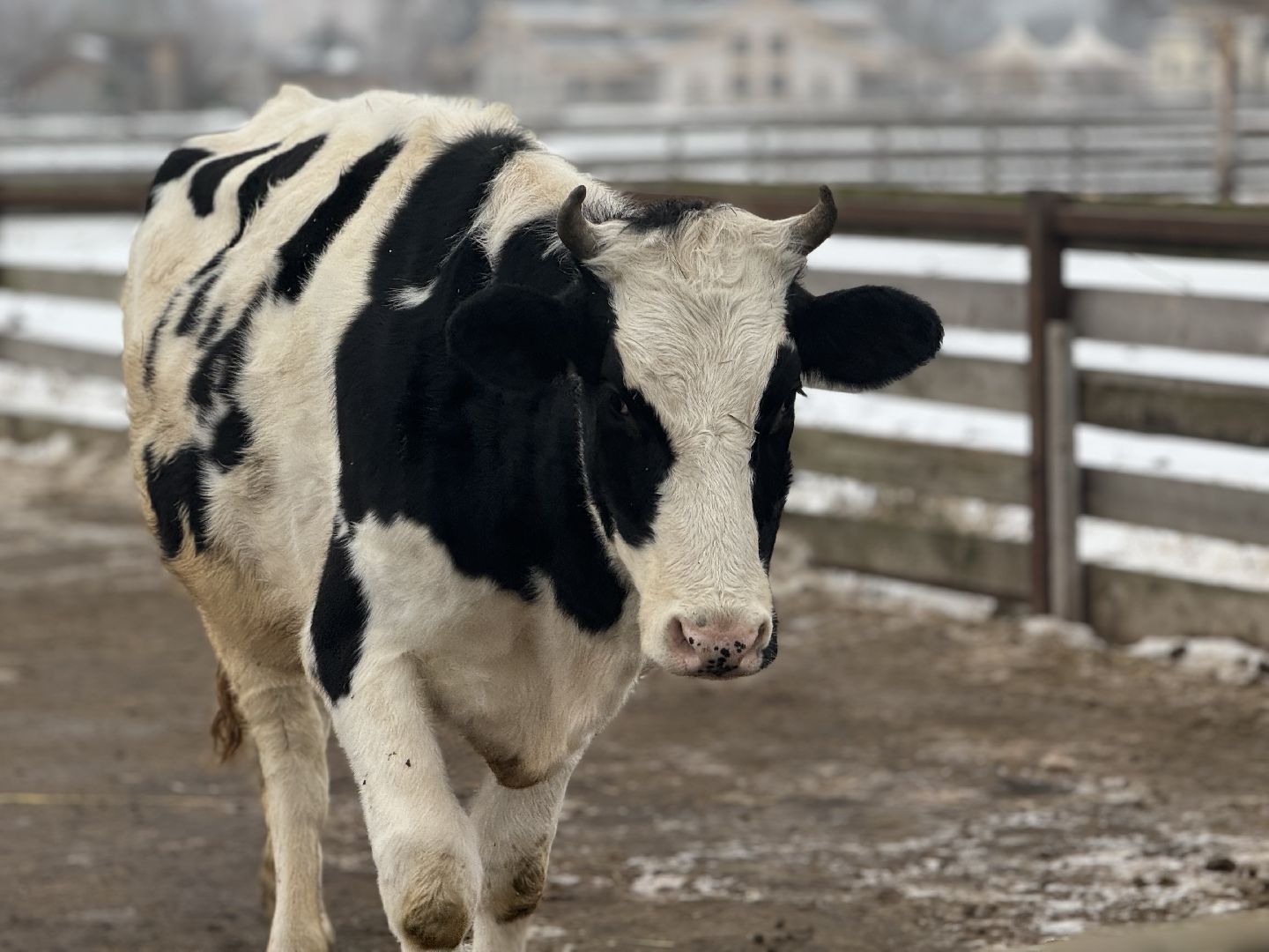 сельское хозяйство, ферма, Мастер-классы, Парк-отель Остров, домашние животные,