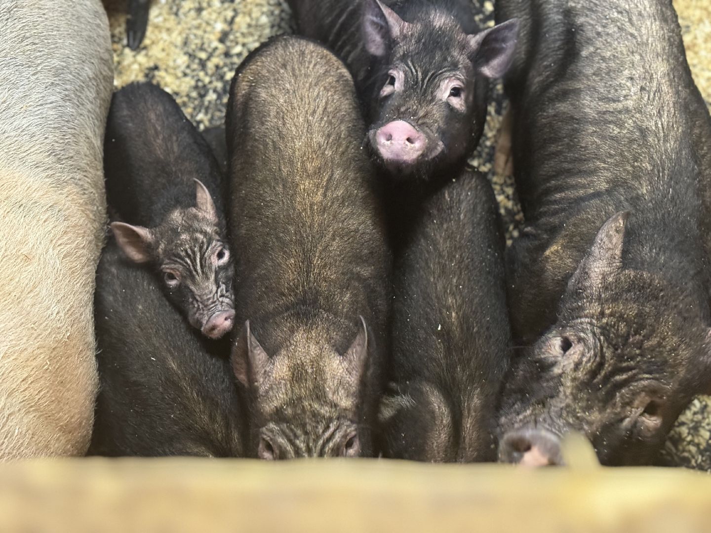 сельское хозяйство, ферма, Мастер-классы, Парк-отель Остров, домашние животные,