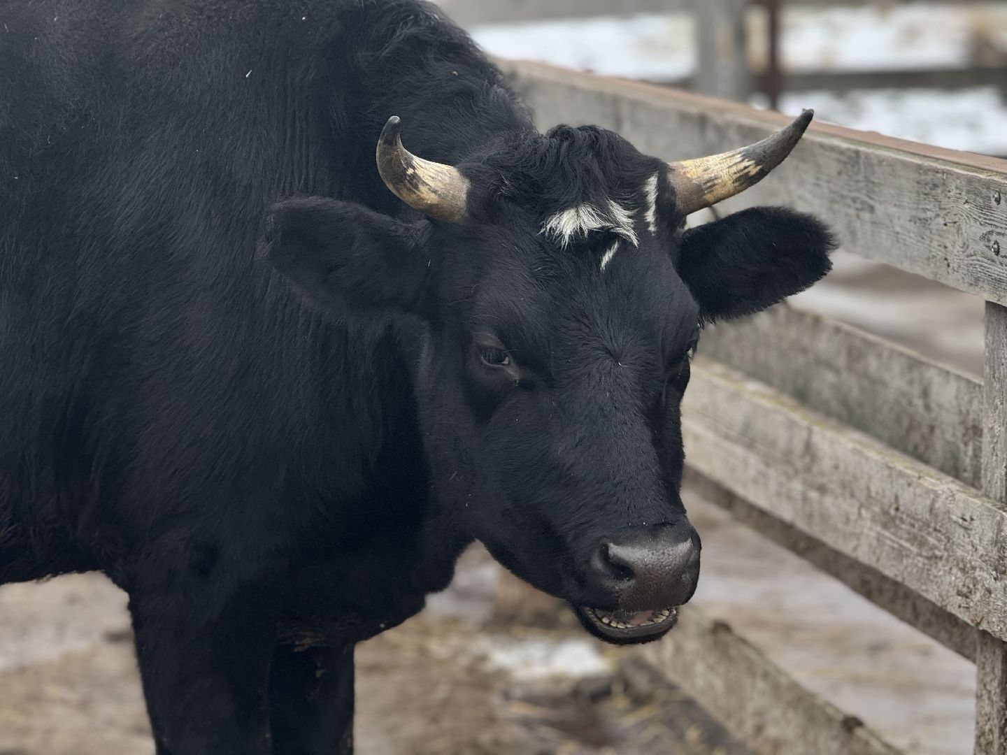 сельское хозяйство, ферма, Мастер-классы, Парк-отель Остров, домашние животные,