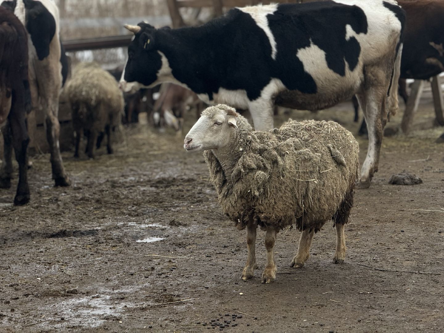 сельское хозяйство, ферма, Мастер-классы, Парк-отель Остров, домашние животные,