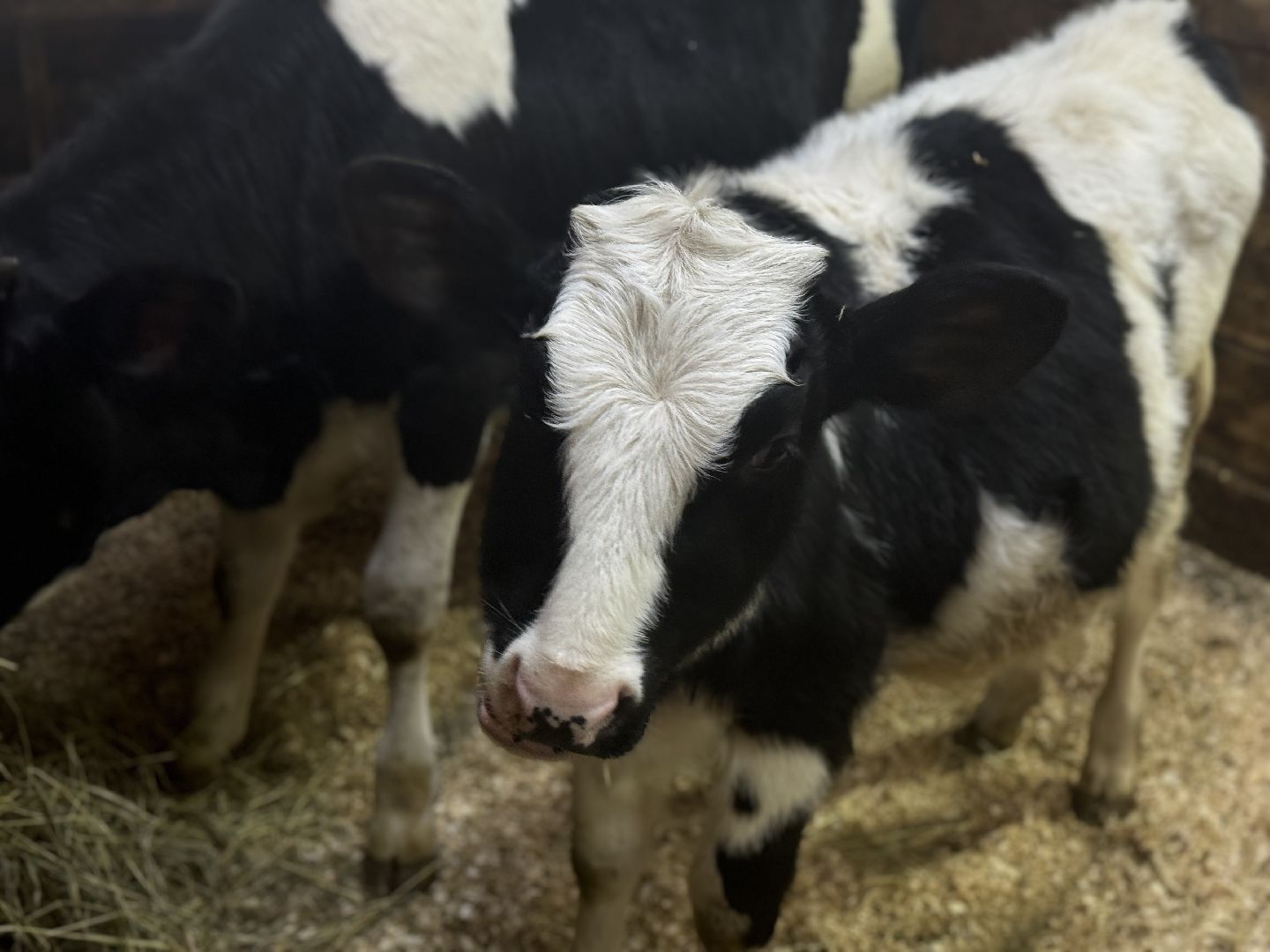 сельское хозяйство, ферма, Мастер-классы, Парк-отель Остров, домашние животные,