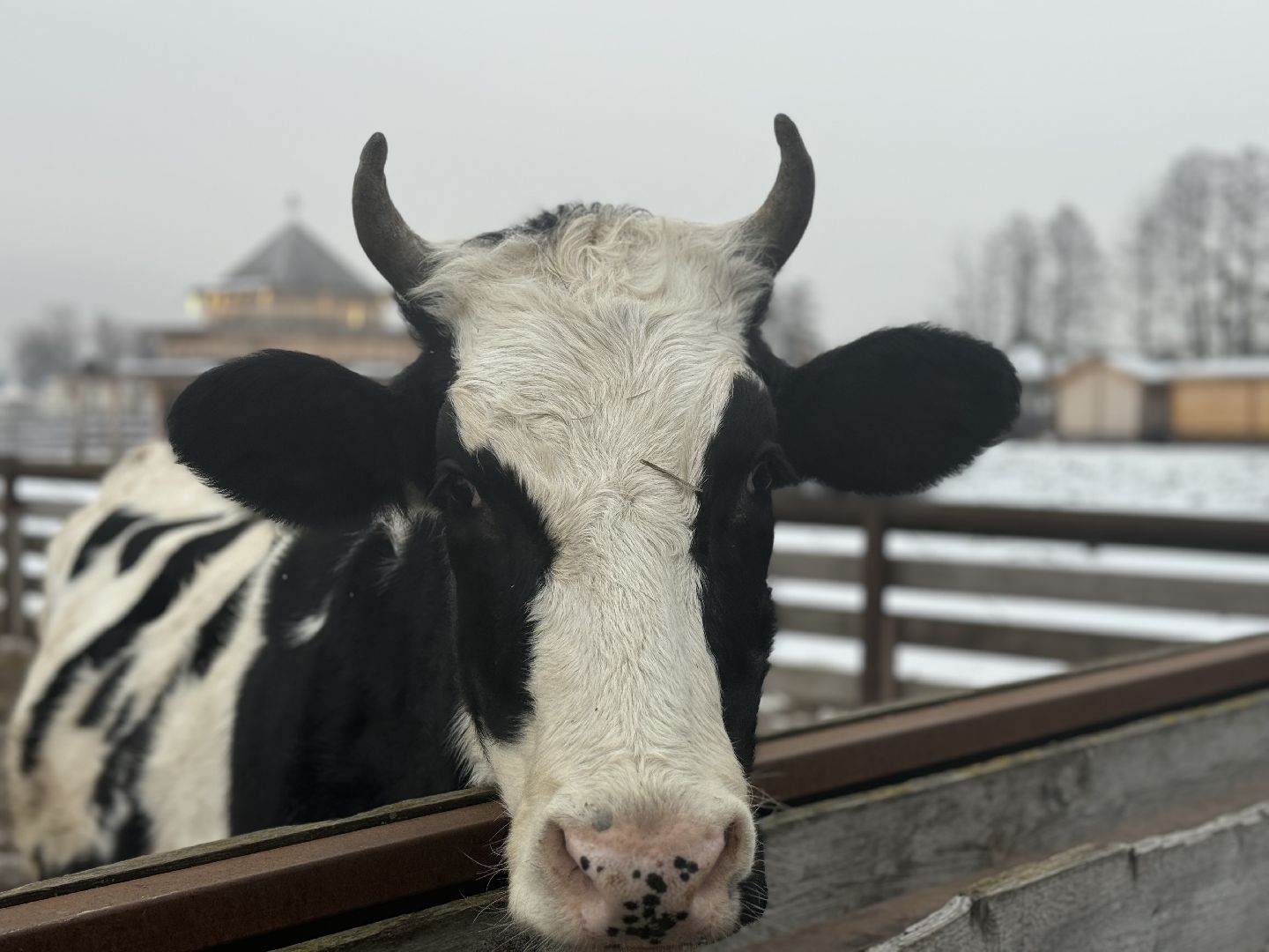 сельское хозяйство, ферма, Мастер-классы, Парк-отель Остров, домашние животные,