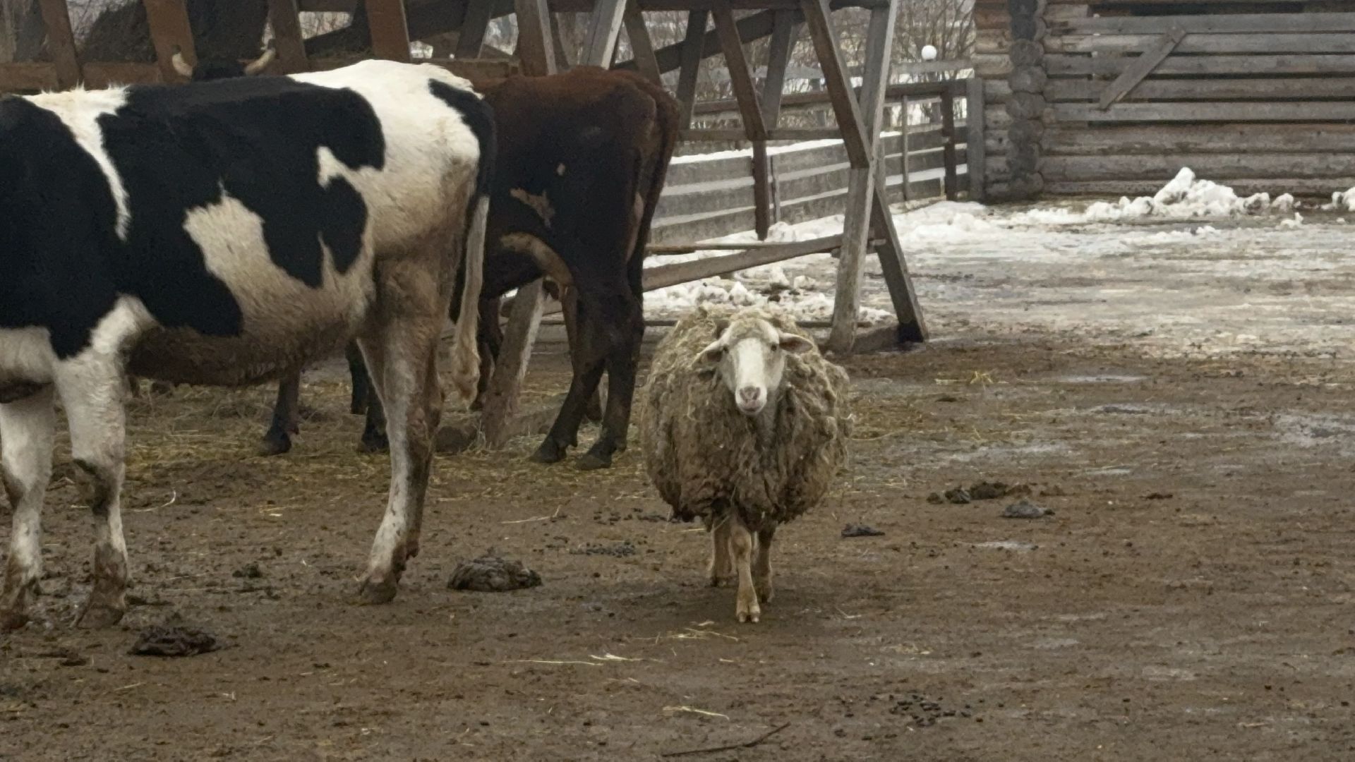 сельское хозяйство, ферма, Мастер-классы, Парк-отель Остров, домашние животные,