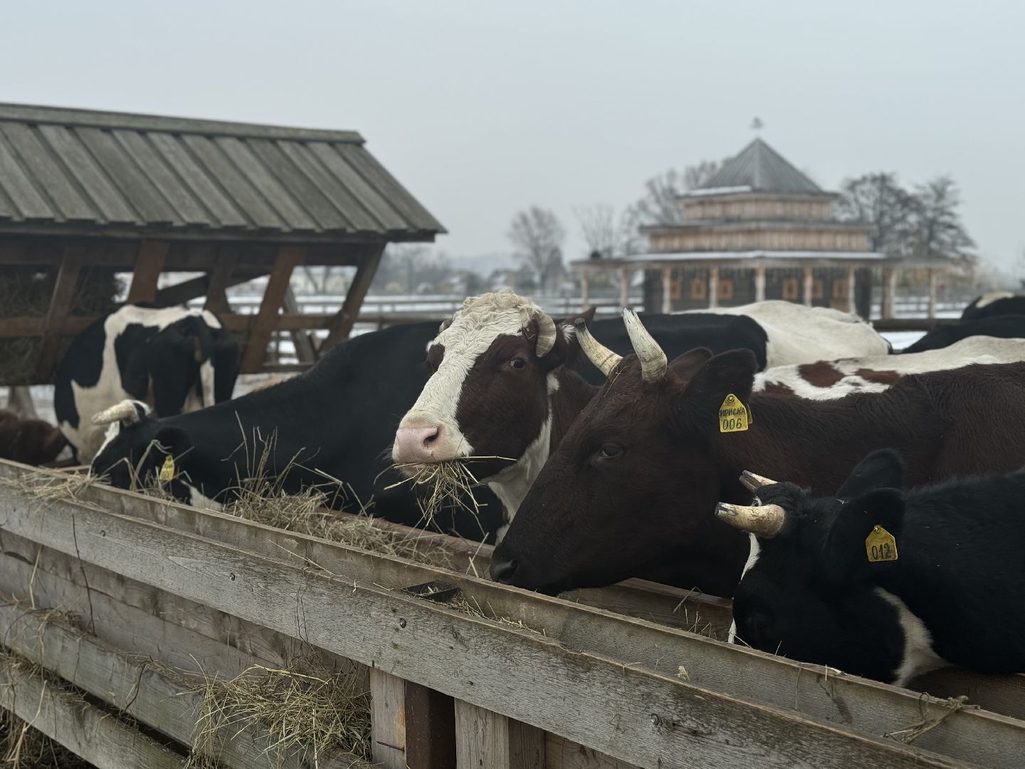 сельское хозяйство, ферма, Мастер-классы, Парк-отель Остров, домашние животные,