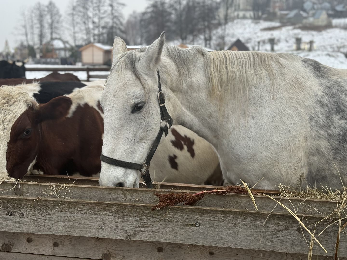 сельское хозяйство, ферма, Мастер-классы, Парк-отель Остров, домашние животные,